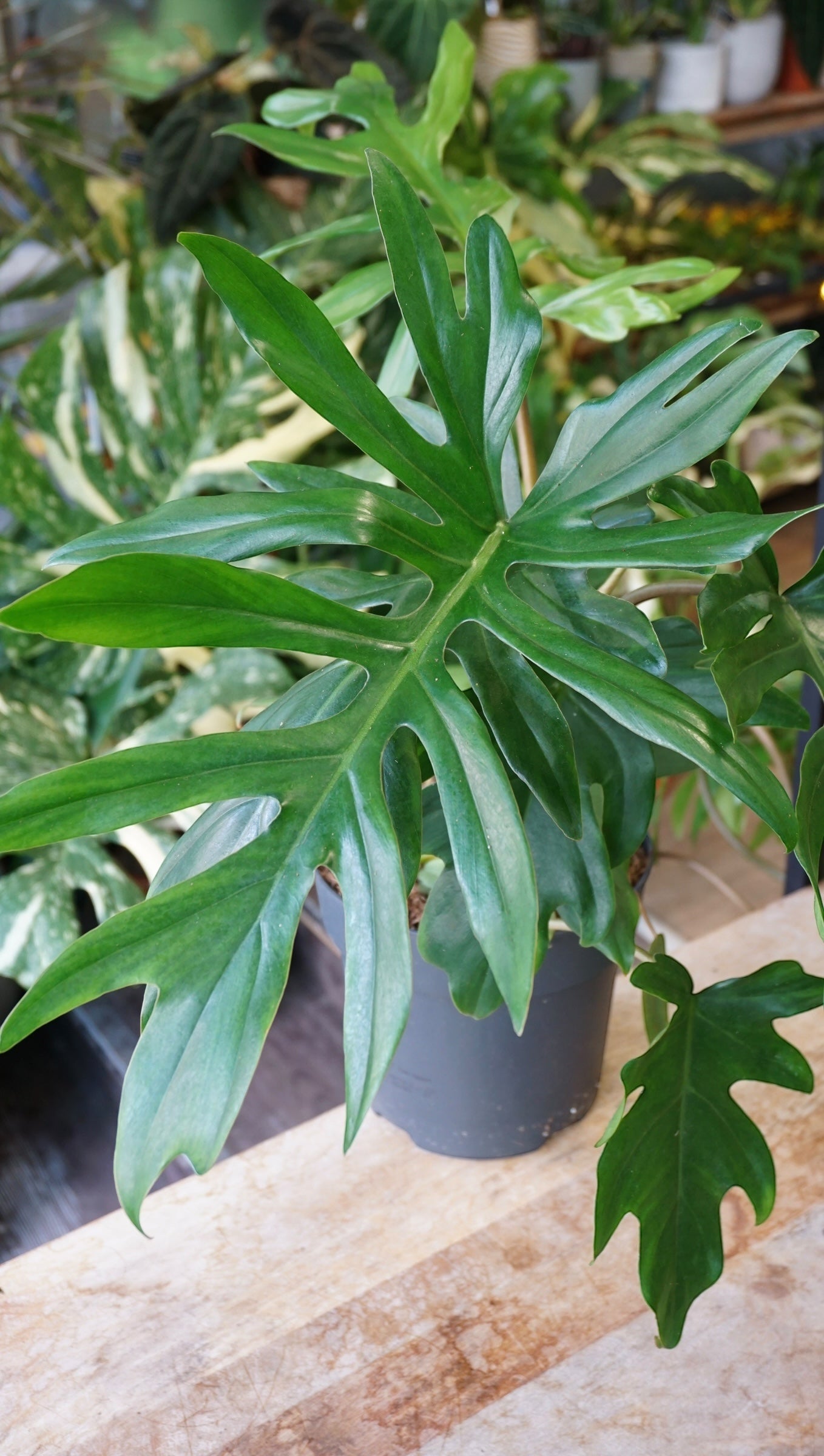 Philodendron Mayoi