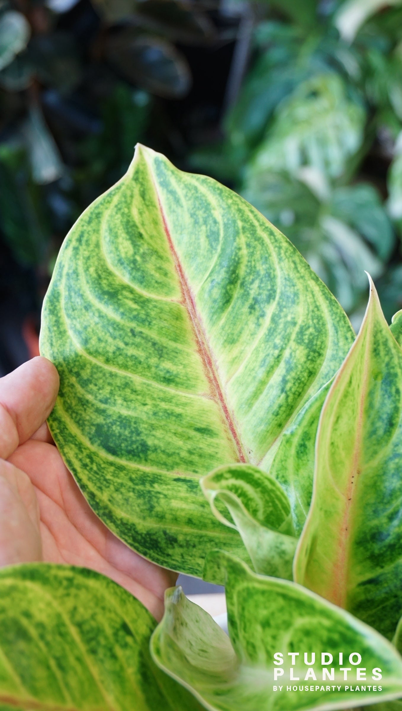 Aglaonema Iguana Red studio plantes rares jungle jardinerie strasbourg rare plant shop online pflanzen