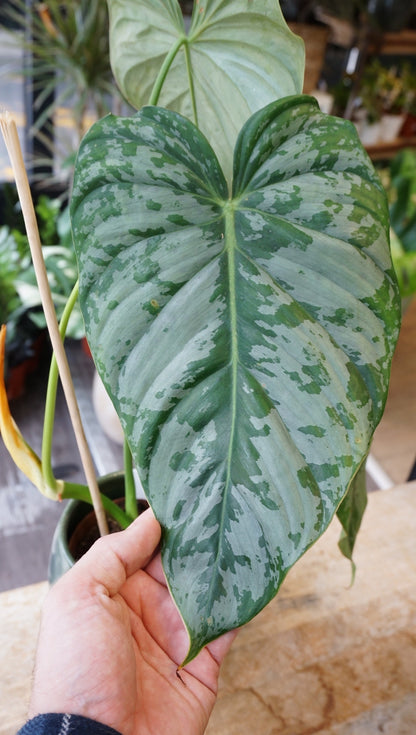 Philodendron McDowell x Brandtianum studio plantes rares jungle jardinerie strasbourg rare plant shop online pflanzen