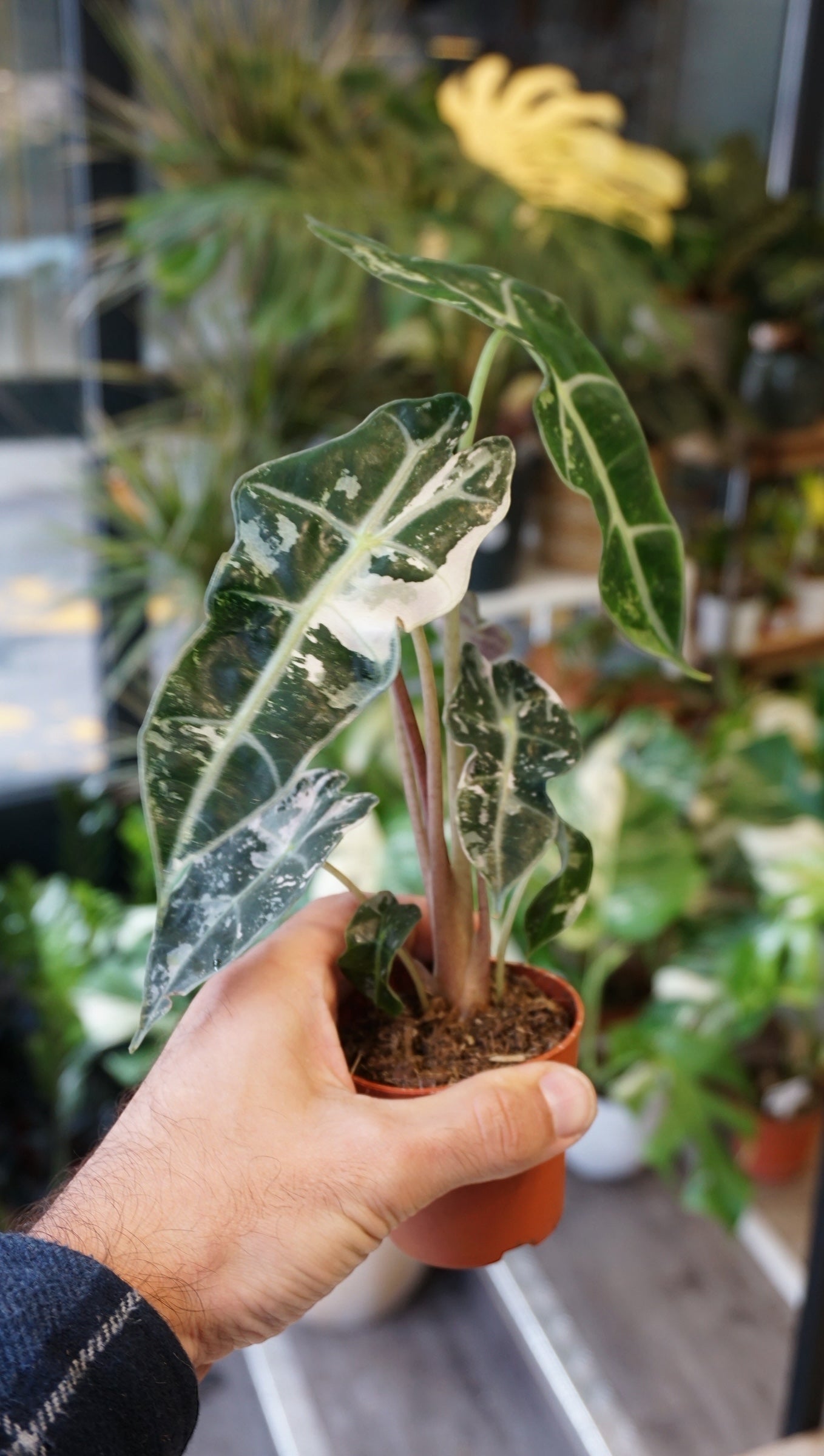 Alocasia Polly Variegata studio plantes rares jungle jardinerie strasbourg plant online
