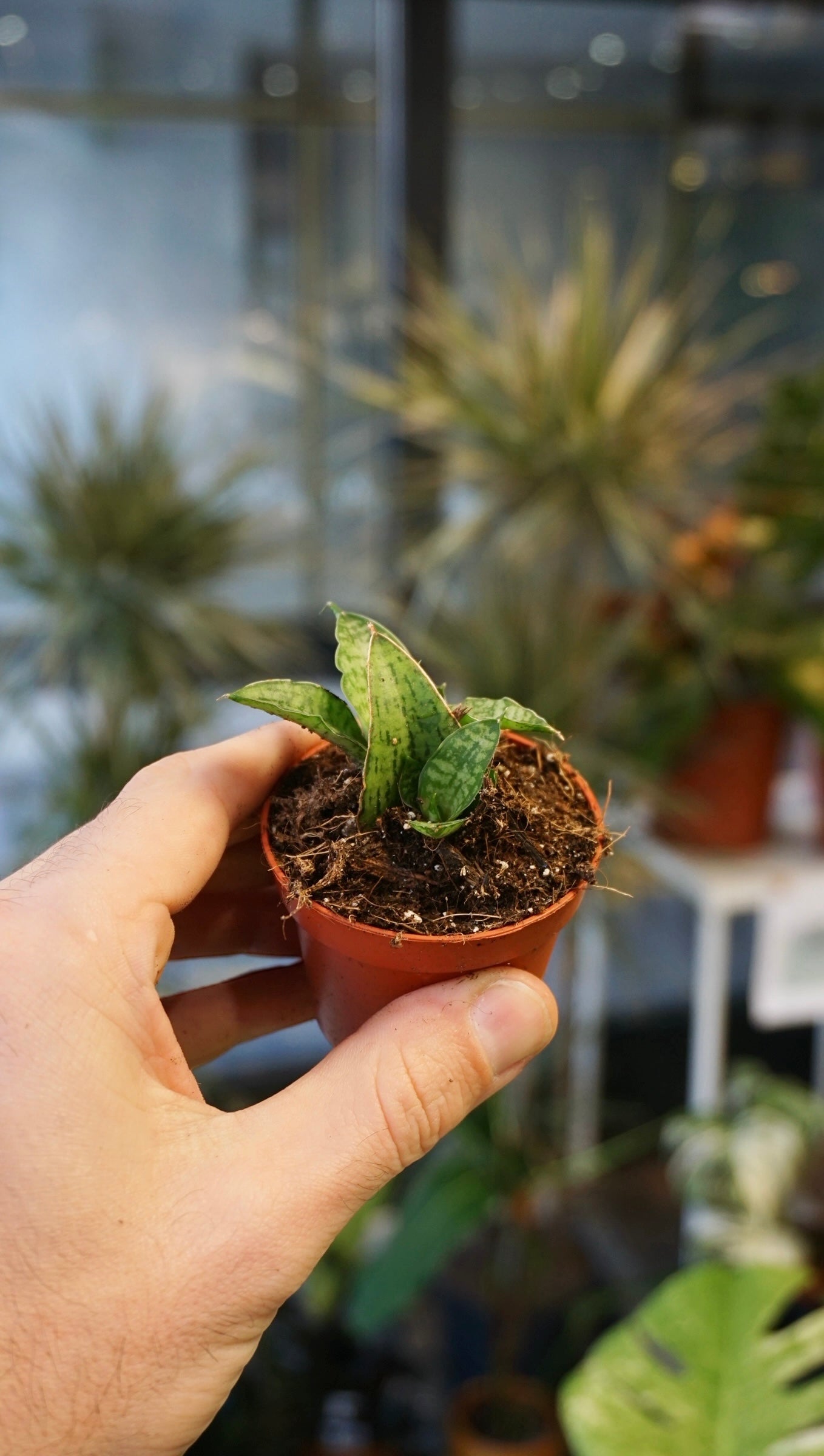 Sansevieria Cinta studio plantes rares jungle jardinerie strasbourg rare plant shop online pflanzen