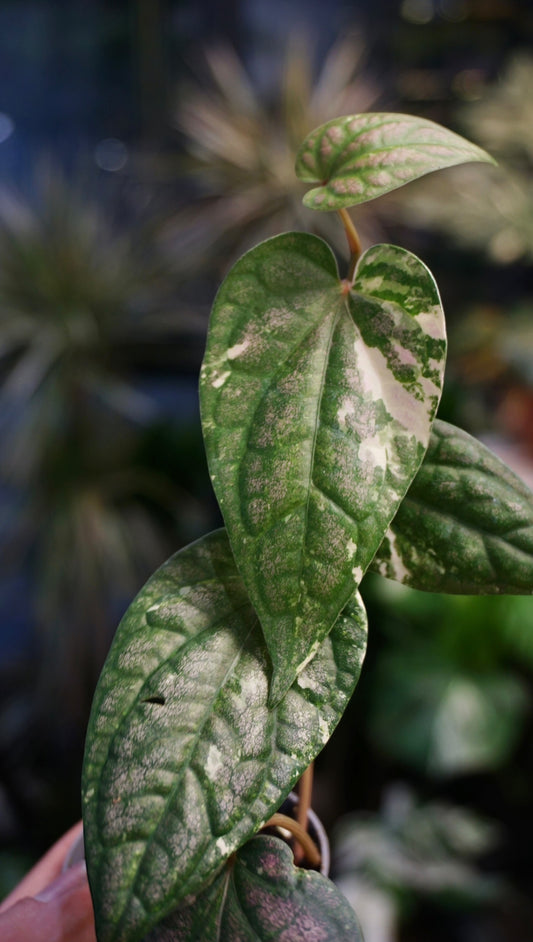 Piper Argyrites Variegata studio plantes rares jungle jardinerie strasbourg rare plant shop online pflanzen