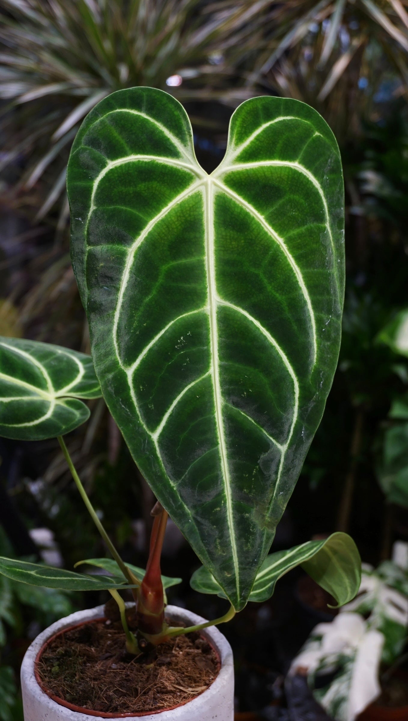 Anthurium Regale