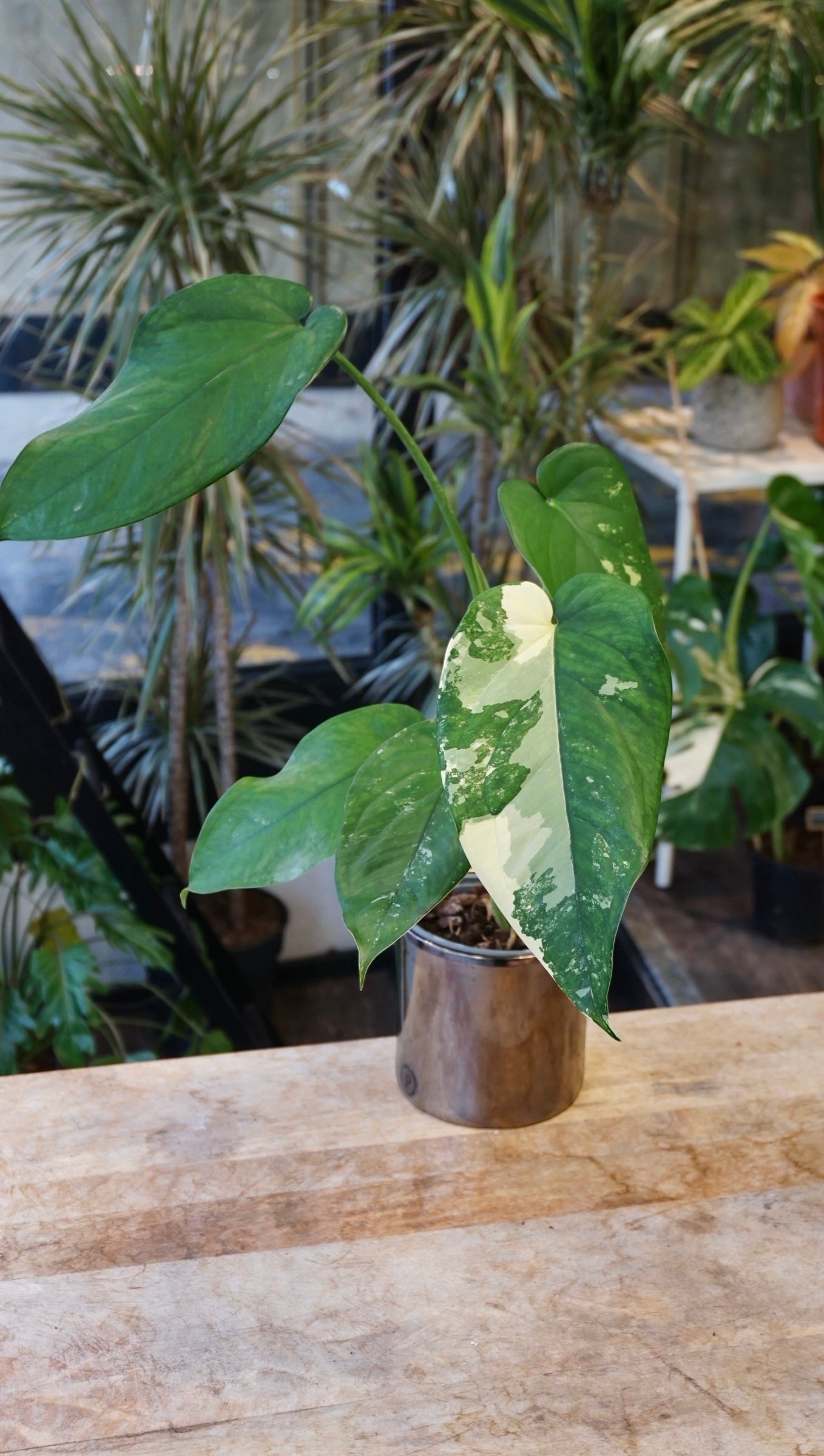 Syngonium Chiapense Albo Variegata studio plantes rares jungle jardinerie strasbourg rare plant shop online pflanzen