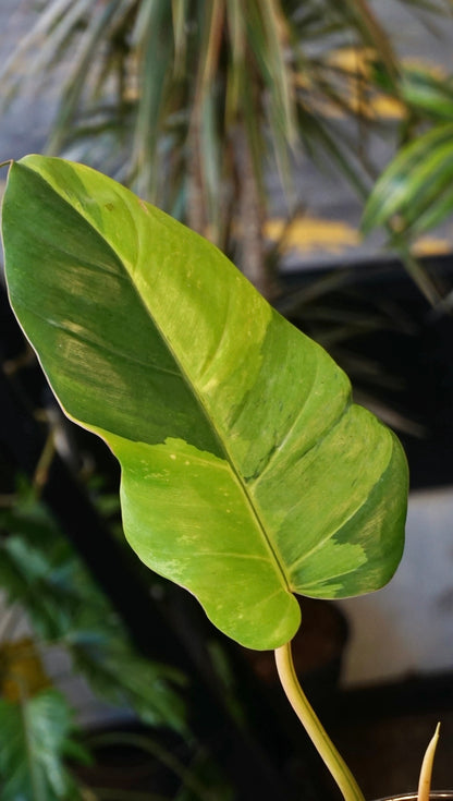 Philodendron Jungle Fever Variegata