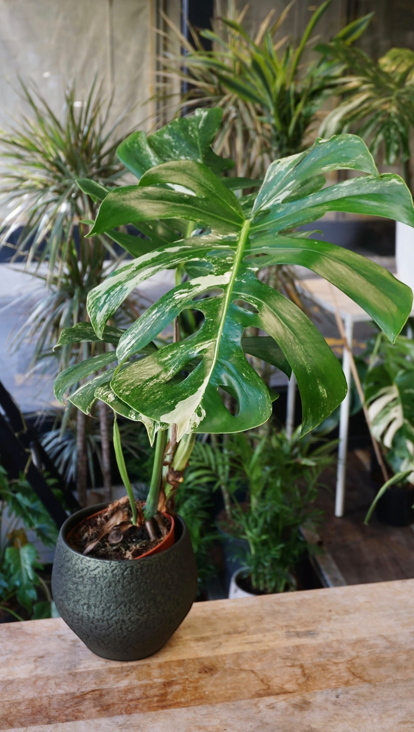 Monstera Variegata