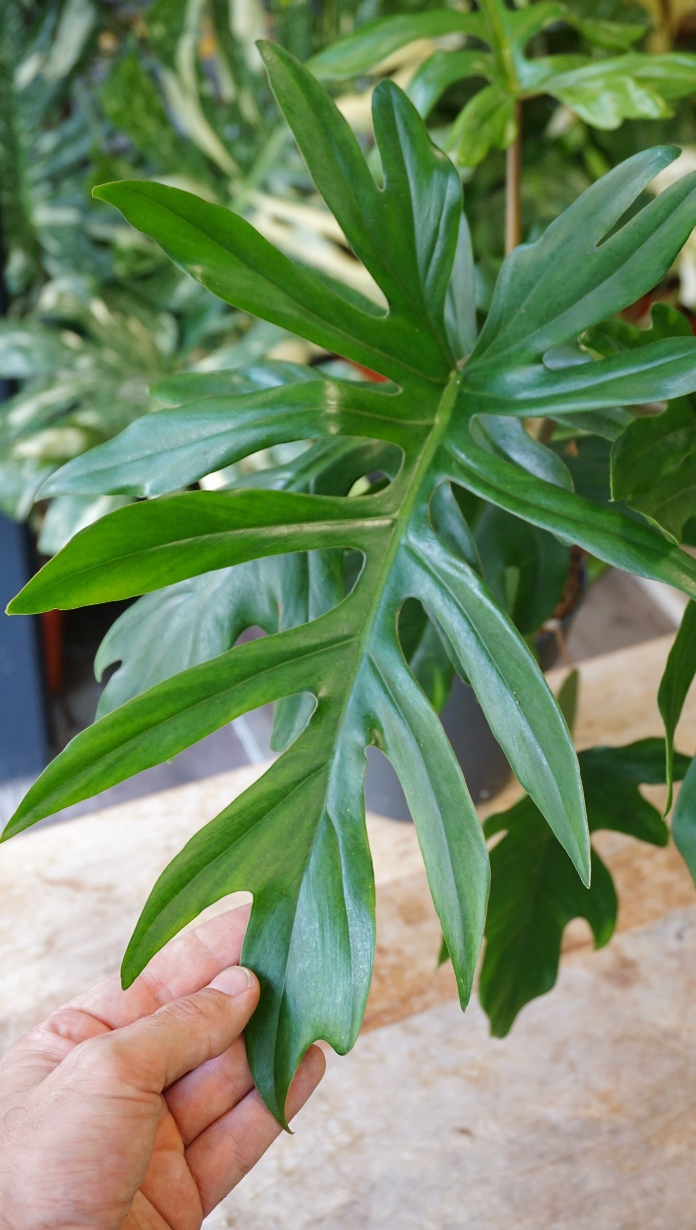 Philodendron Mayoi