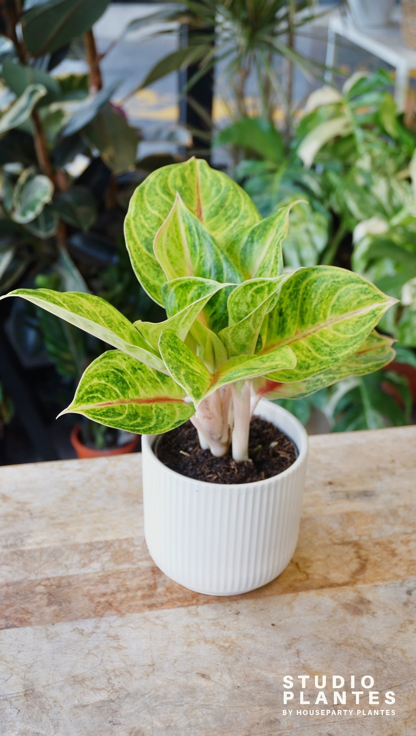 Aglaonema Iguana Red studio plantes rares jungle jardinerie strasbourg rare plant shop online pflanzen
