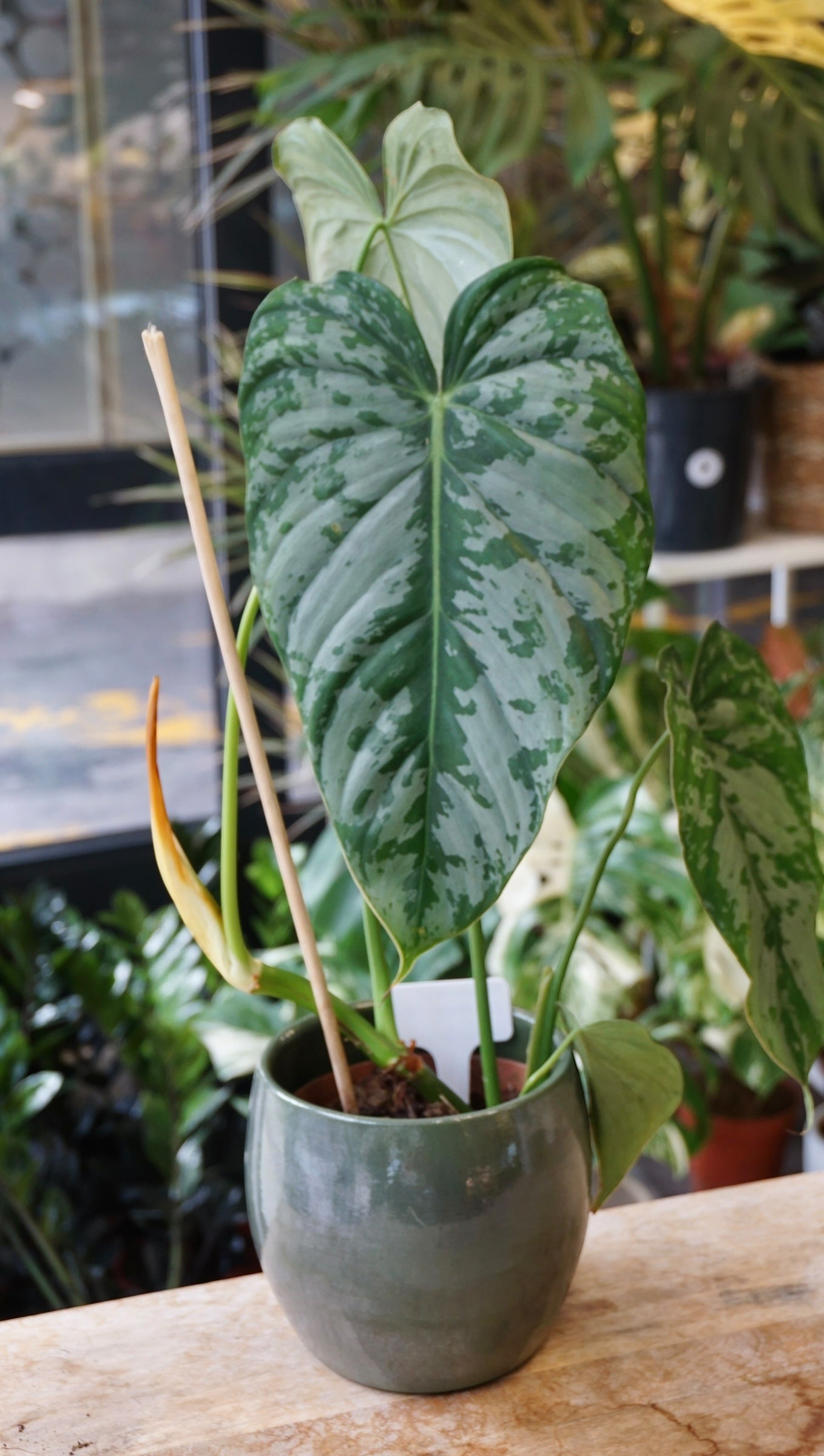 Philodendron McDowell x Brandtianum studio plantes rares jungle jardinerie strasbourg rare plant shop online pflanzen