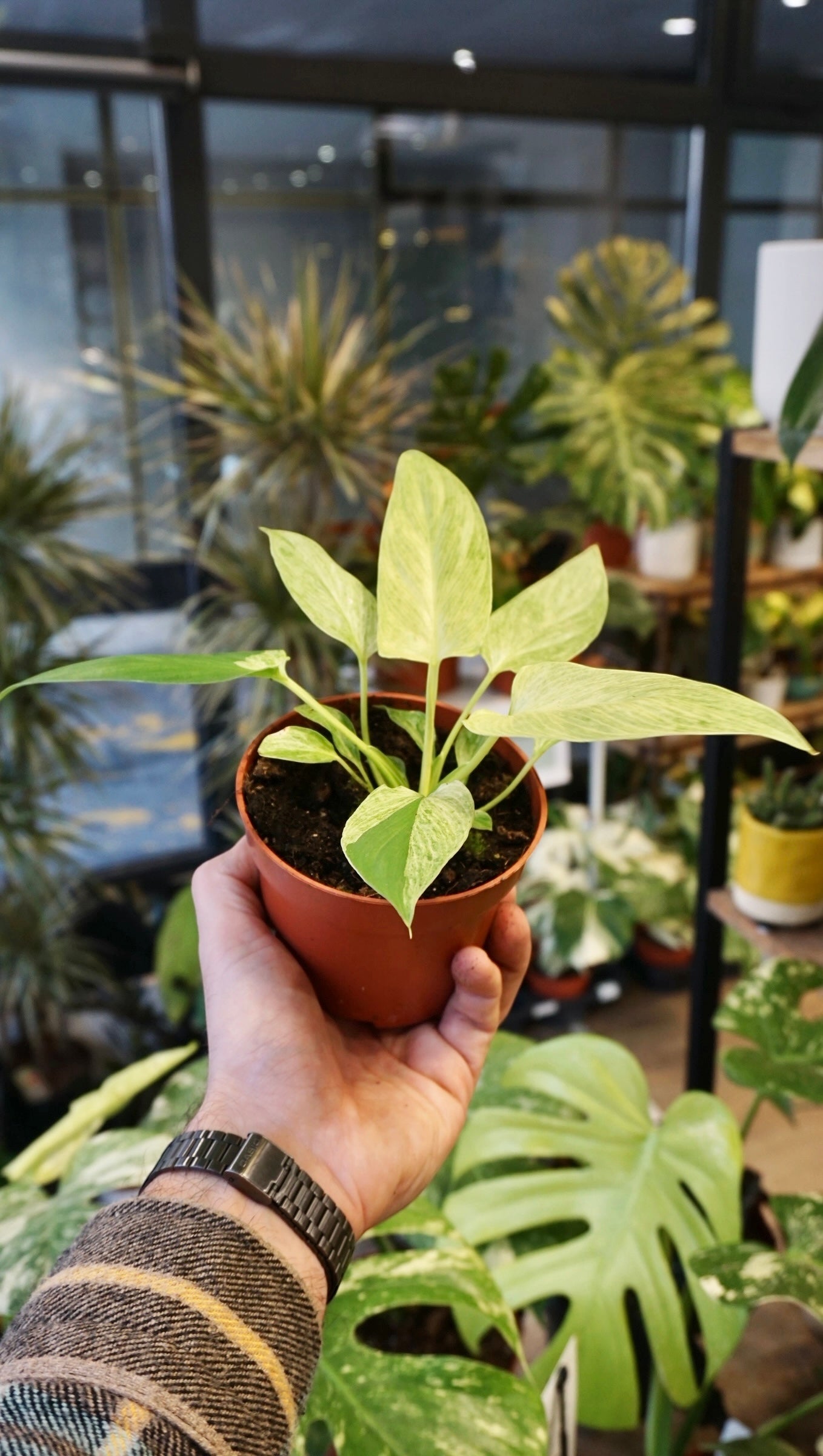 Homalomena Cream Frost studio plantes rares jungle jardinerie strasbourg rare plant shop online pflanzen