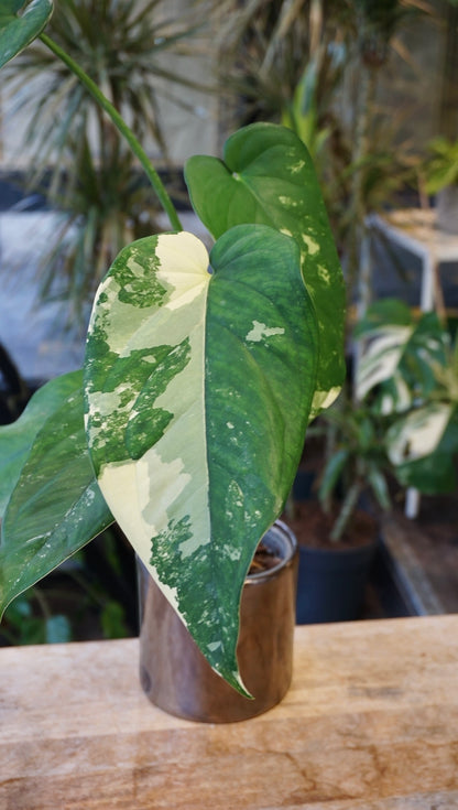 Syngonium Chiapense Albo Variegata studio plantes rares jungle jardinerie strasbourg rare plant shop online pflanzen