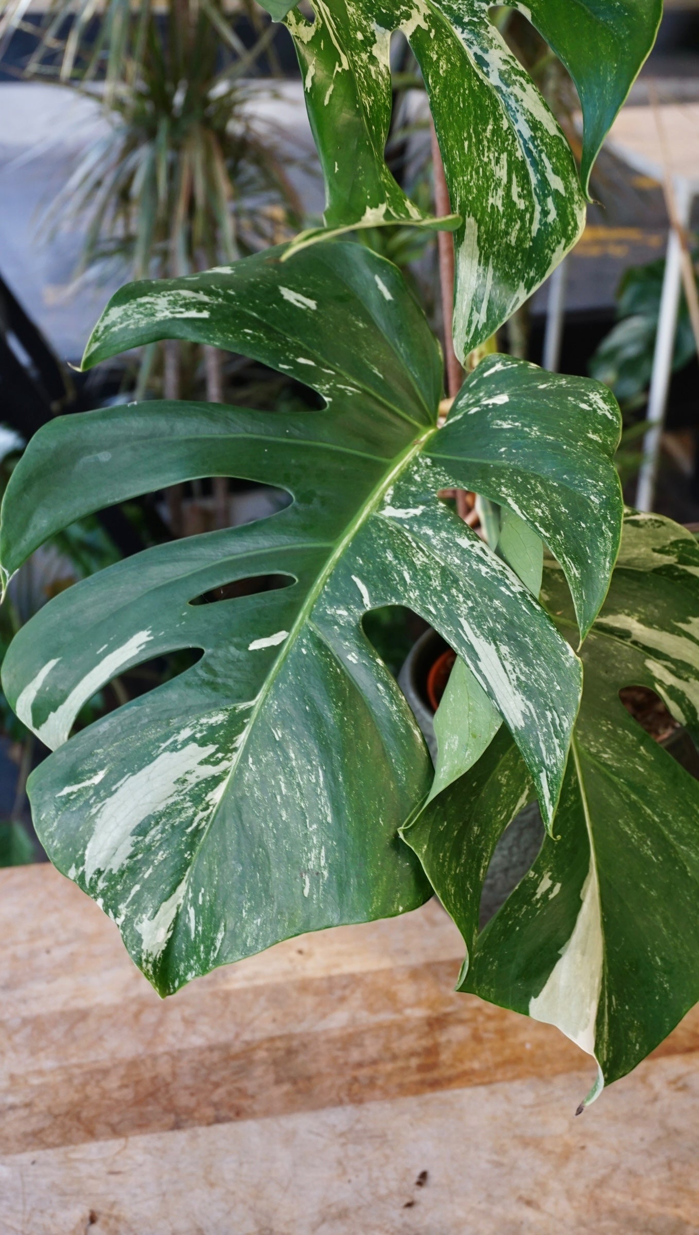 Monstera Variegata
