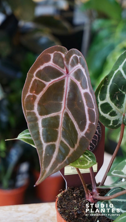 Anthurium Michelle docblock studio plantes rares jungle jardinerie strasbourg rare plant shop online pflanzen