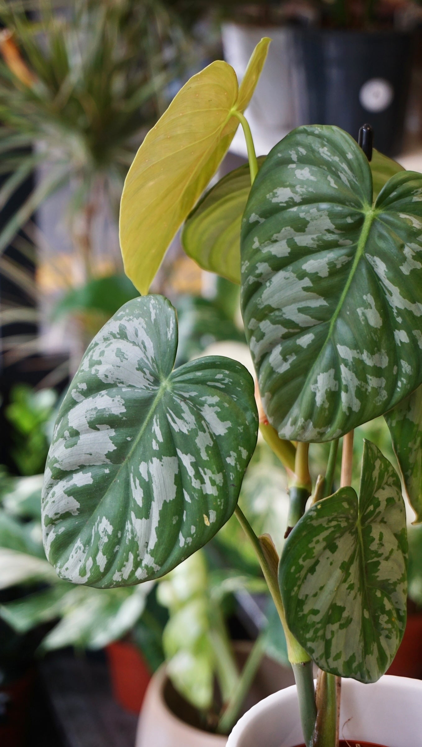 Philodendron McDowell x Brandtianum studio plantes rares jungle jardinerie strasbourg rare plant shop online pflanzen