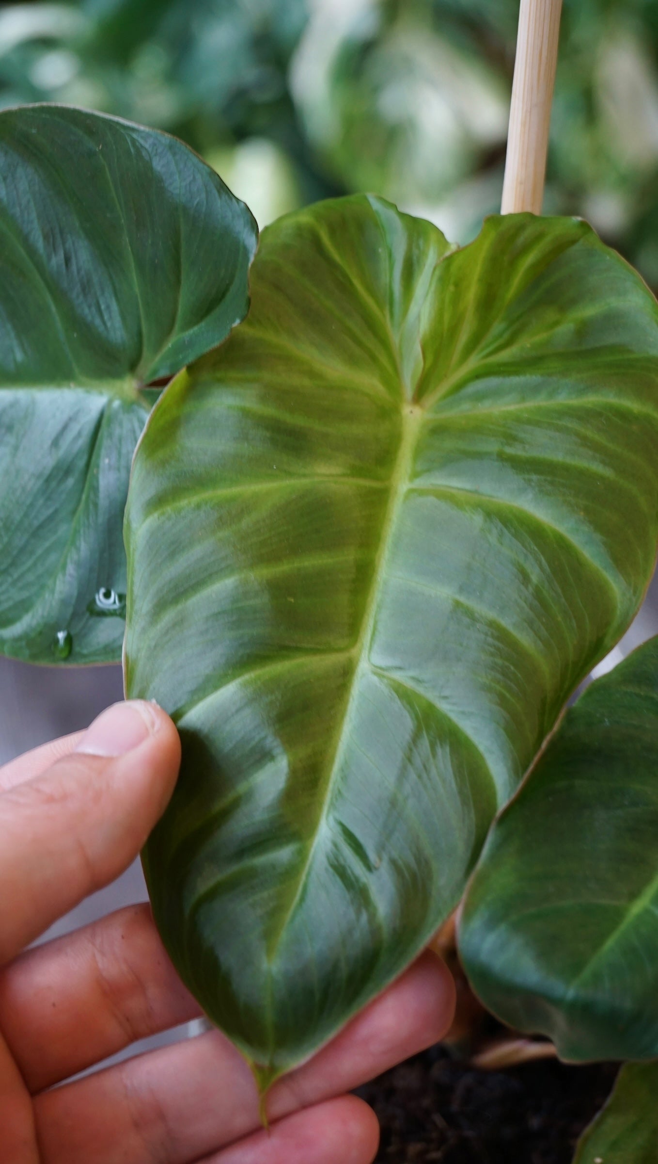 Philodendron Billicosum studio plantes rares jungle jardinerie strasbourg rare plant shop online pflanzen