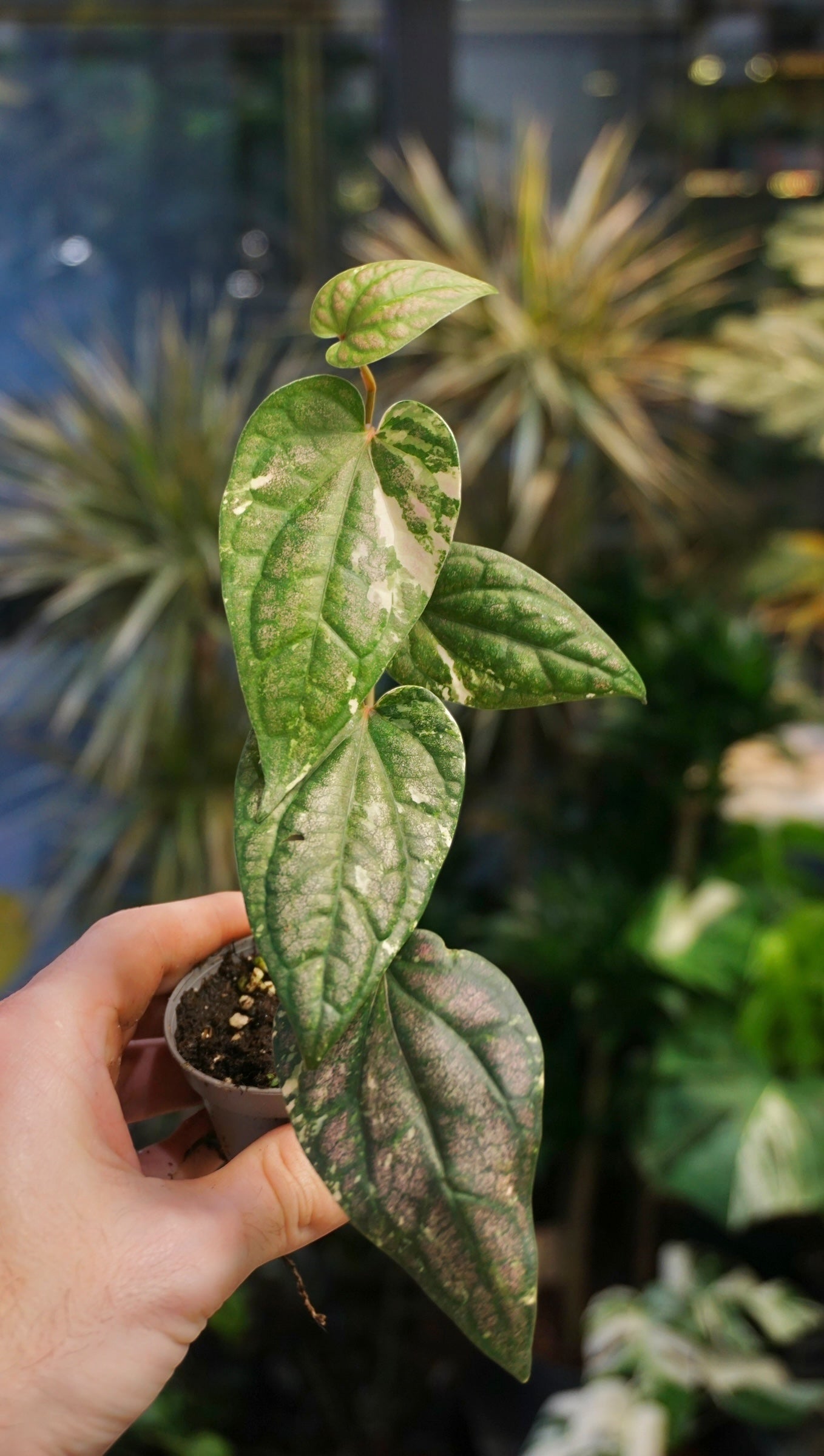 Piper Argyrites Variegata studio plantes rares jungle jardinerie strasbourg rare plant shop online pflanzen