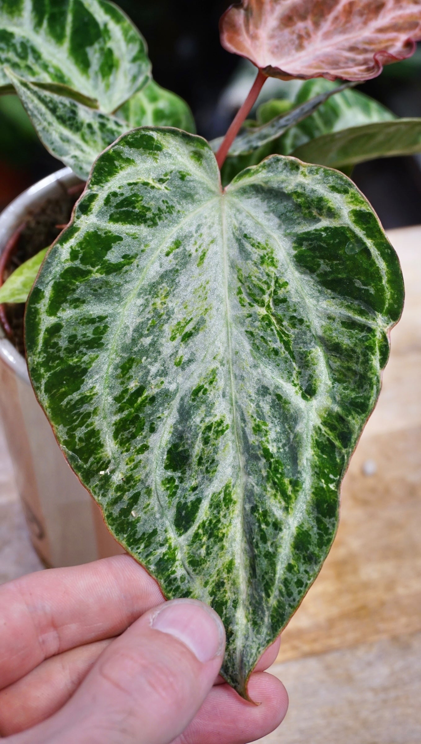 Anthurium Silver Blush Mint studio plantes rares jungle jardinerie strasbourg rare plant shop online pflanzen