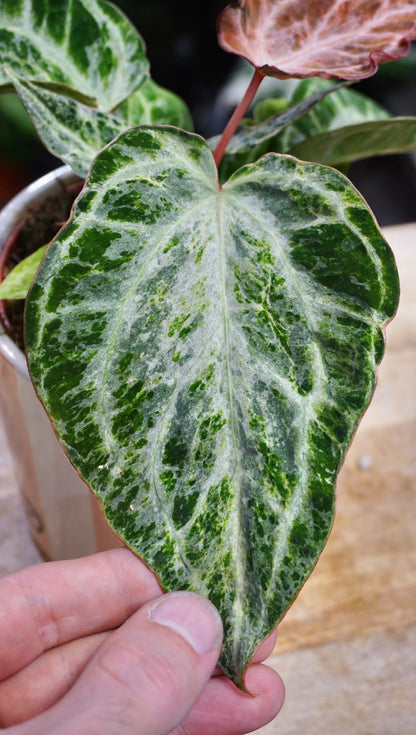 Anthurium Silver Blush Mint studio plantes rares jungle jardinerie strasbourg rare plant shop online pflanzen