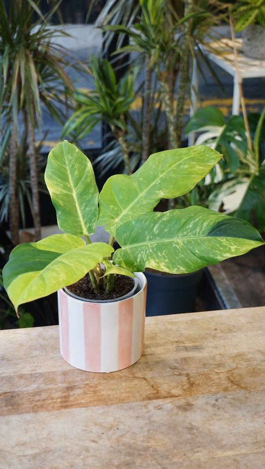 Philodendron Jungle Fever Variegata studio plantes rares jungle jardinerie strasbourg rare plant shop online pflanzen