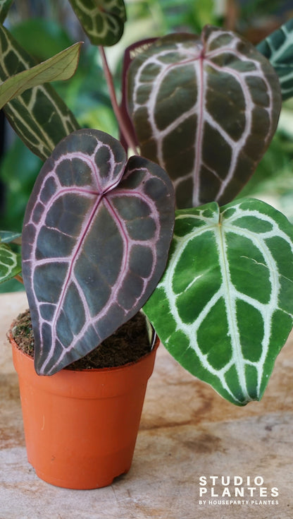 Anthurium Michelle docblock studio plantes rares jungle jardinerie strasbourg rare plant shop online pflanzen