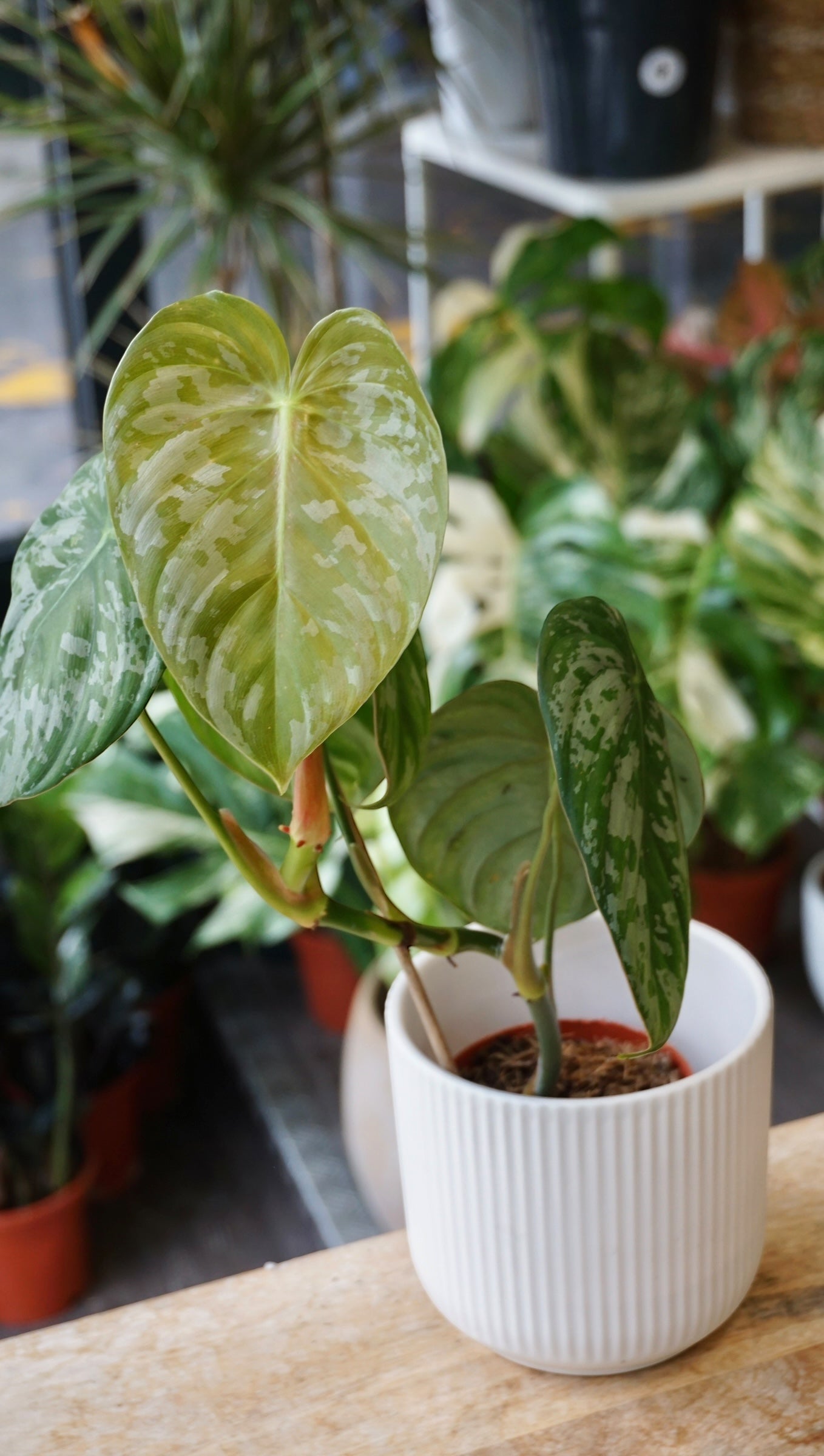 Philodendron McDowell x Brandtianum – Studio Plantes