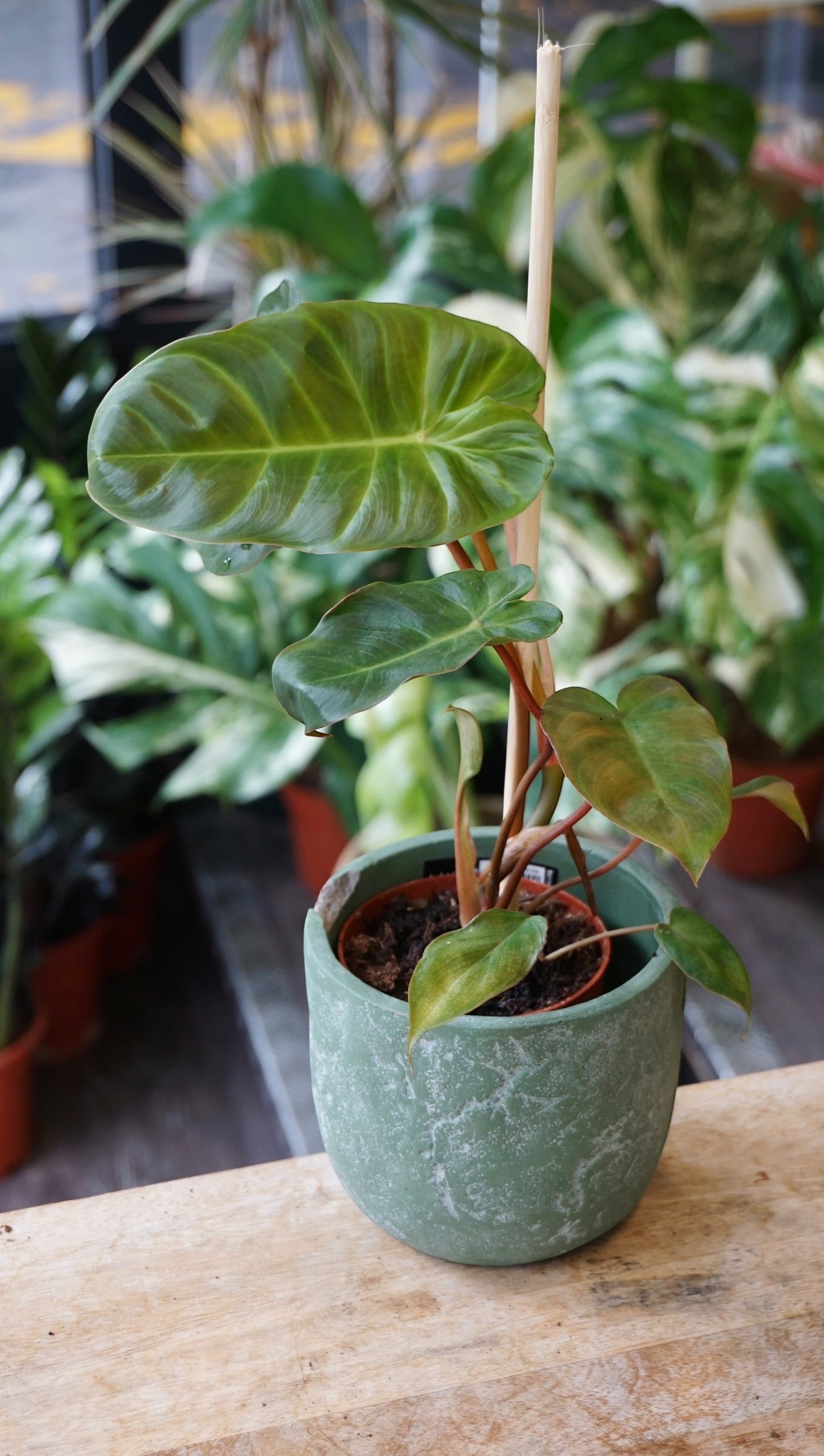 Philodendron Billicosum studio plantes rares jungle jardinerie strasbourg rare plant shop online pflanzen