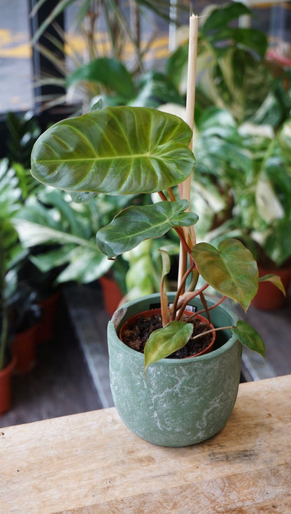 Philodendron Billicosum studio plantes rares jungle jardinerie strasbourg rare plant shop online pflanzen