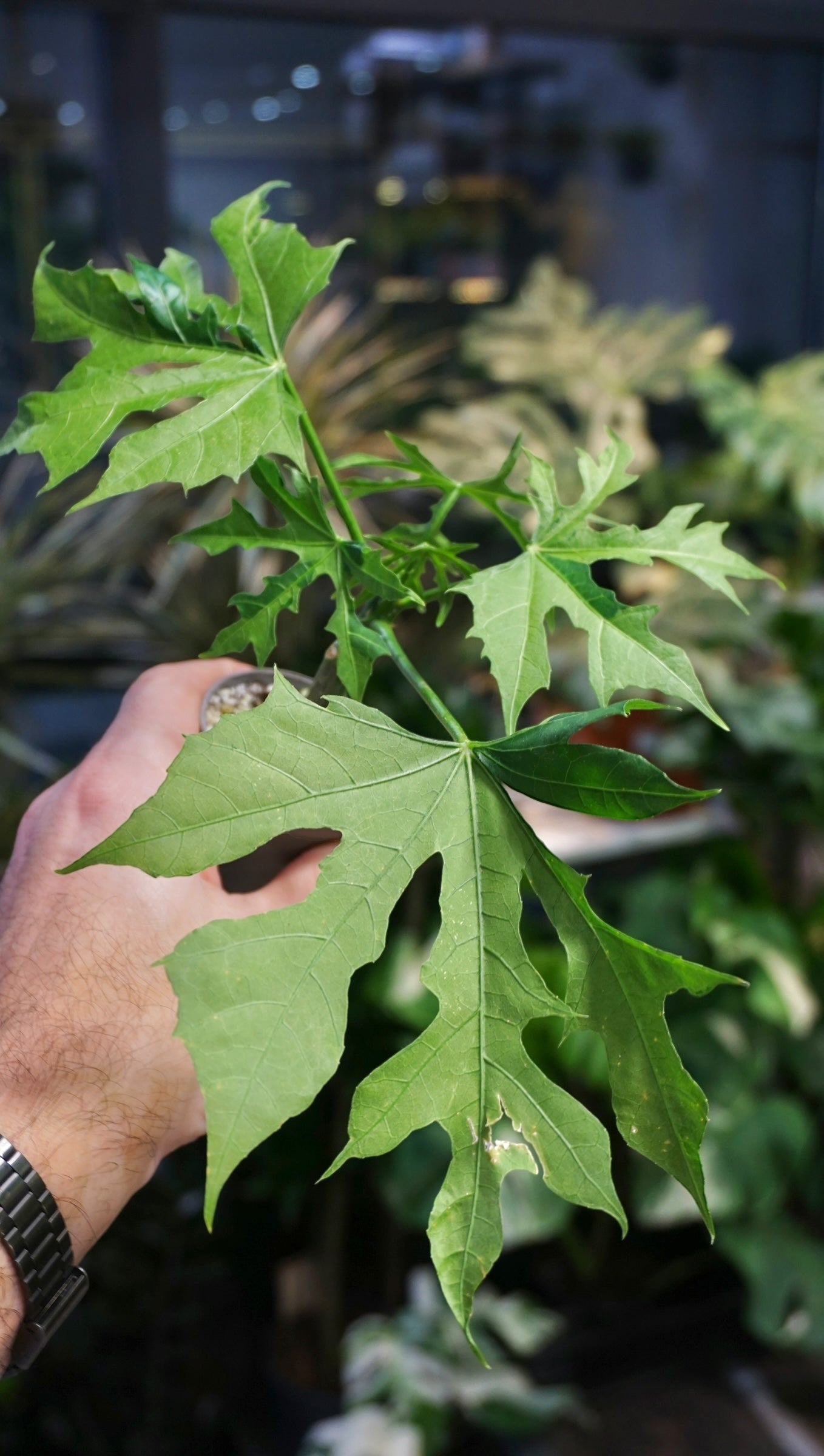 Chaya Cnidoscolus Aconitifolius Variegata studio plantes rares jungle jardinerie strasbourg rare plant shop online pflanzen