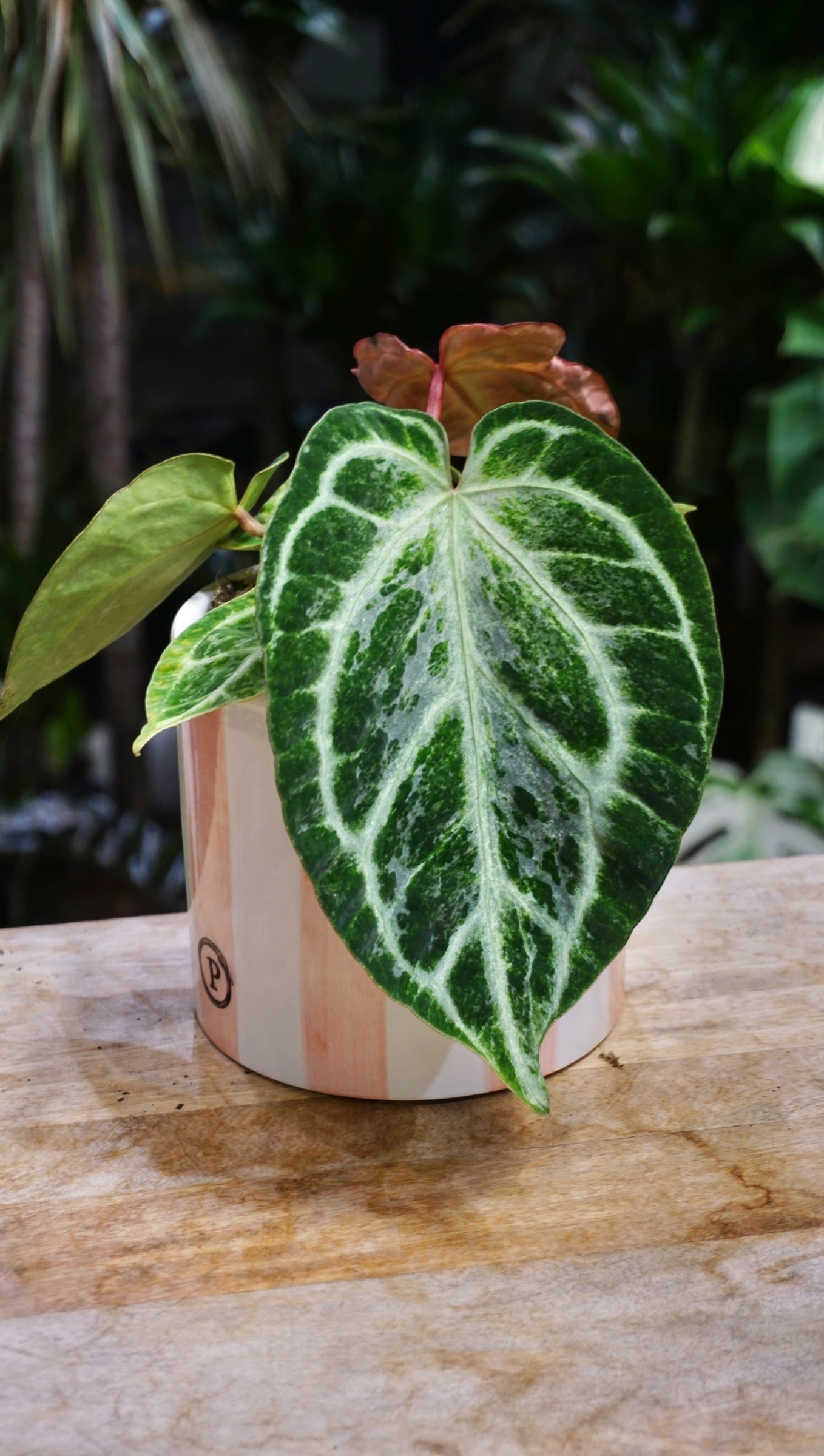 Anthurium Silver Blush Mint studio plantes rares jungle jardinerie strasbourg rare plant shop online pflanzen