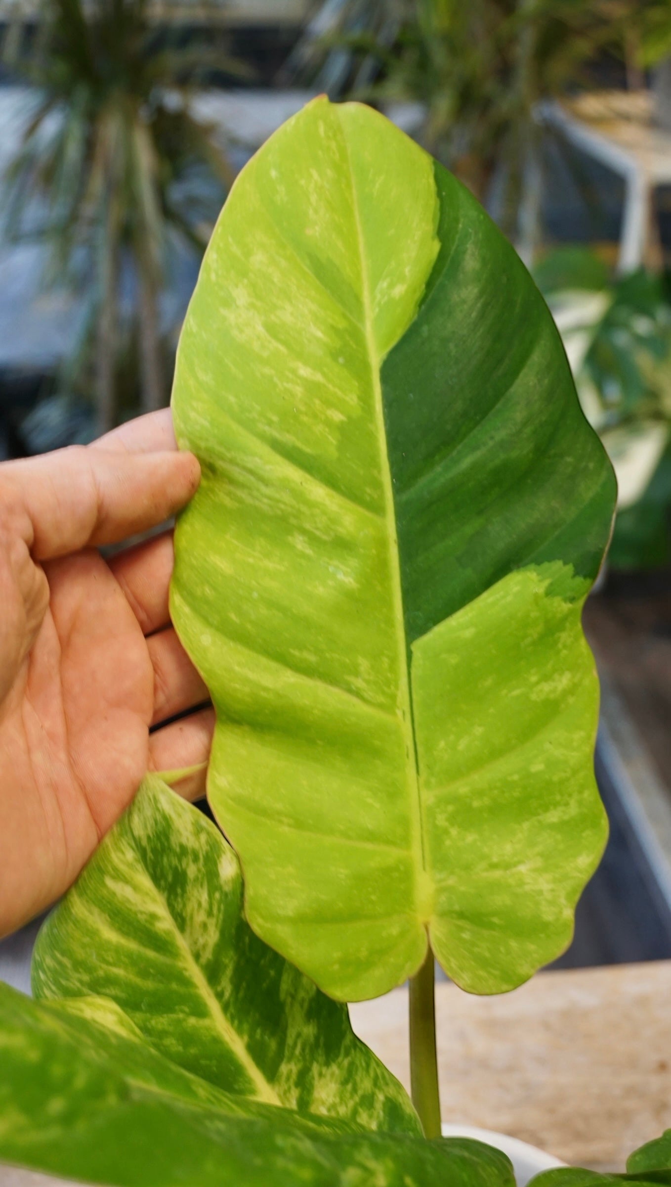 Philodendron Jungle Fever Variegata studio plantes rares jungle jardinerie strasbourg rare plant shop online pflanzen