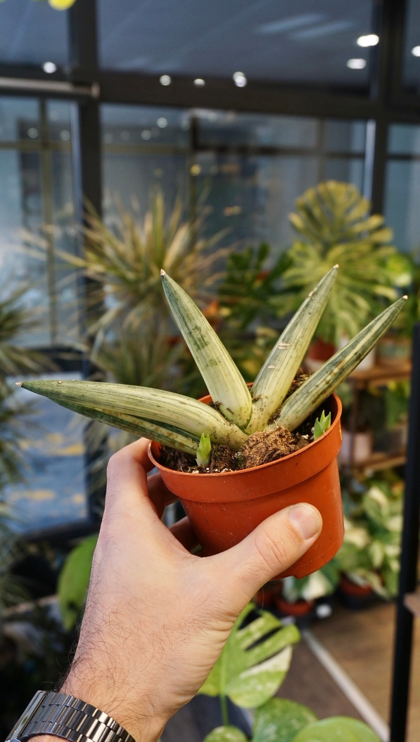 Sansevieria Boncel