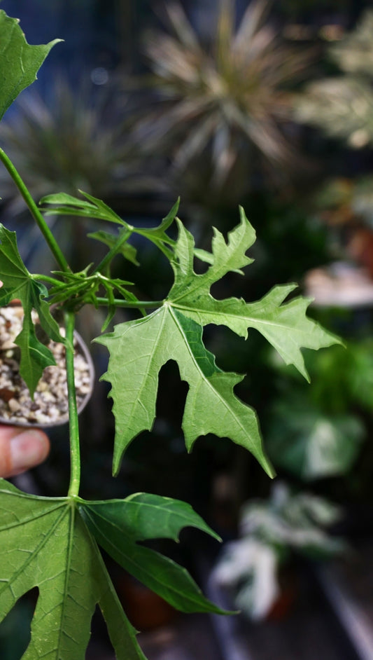 Chaya Cnidoscolus Aconitifolius Variegata studio plantes rares jungle jardinerie strasbourg rare plant shop online pflanzen