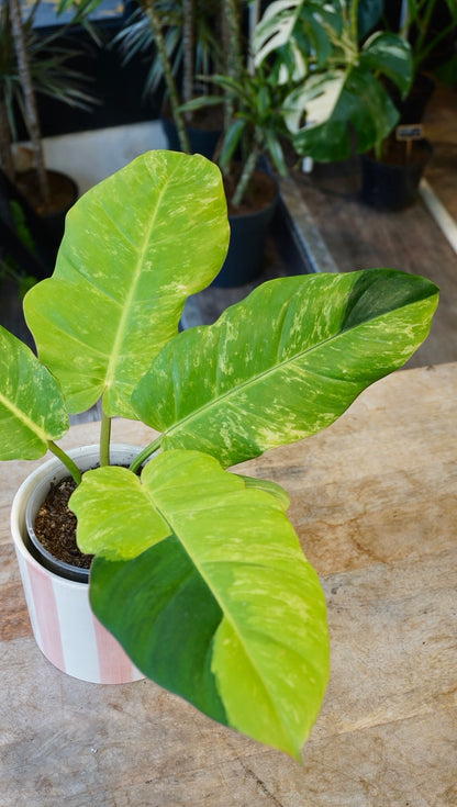 Philodendron Jungle Fever Variegata studio plantes rares jungle jardinerie strasbourg rare plant shop online pflanzen