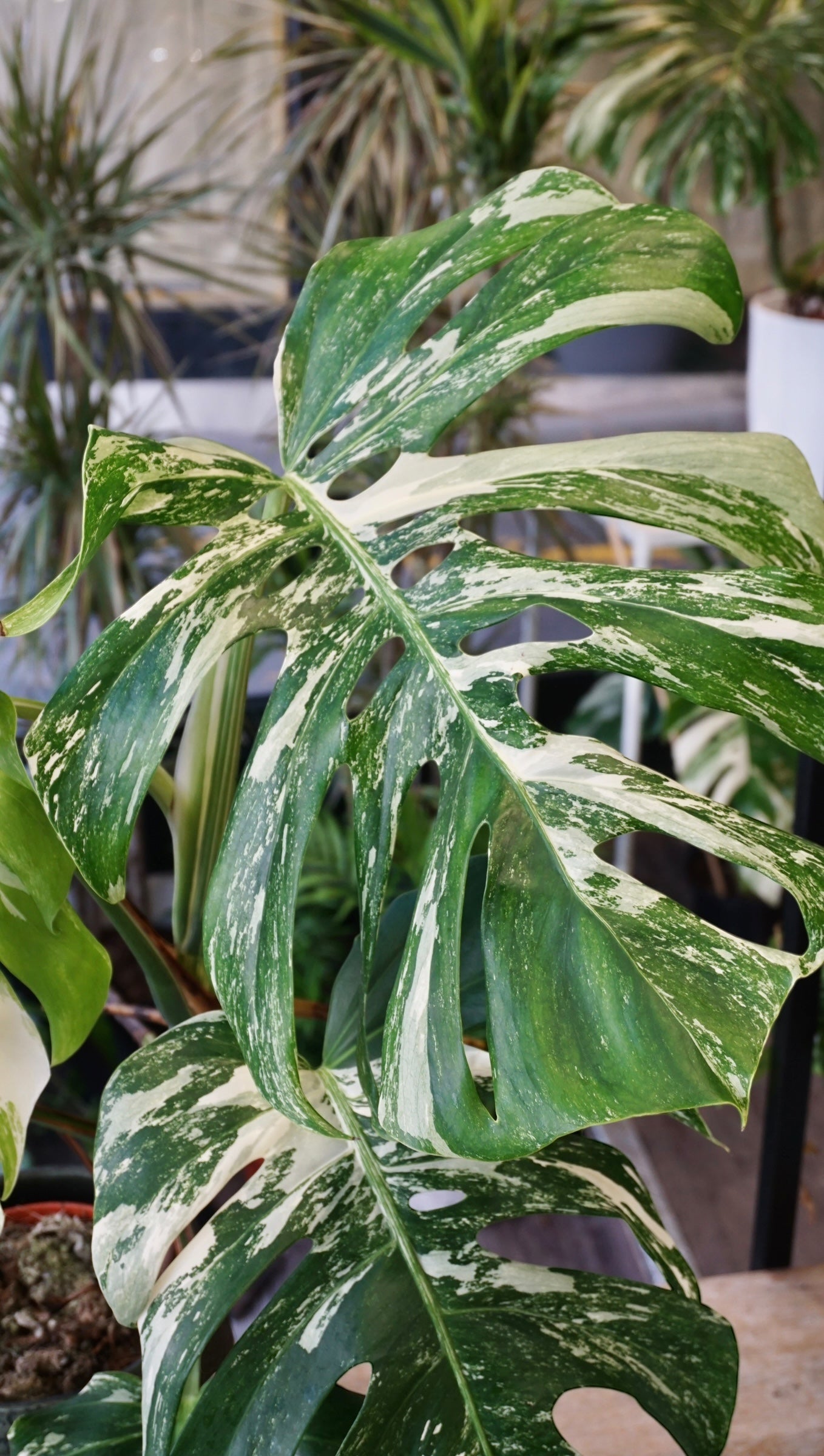 Monstera Variegata
