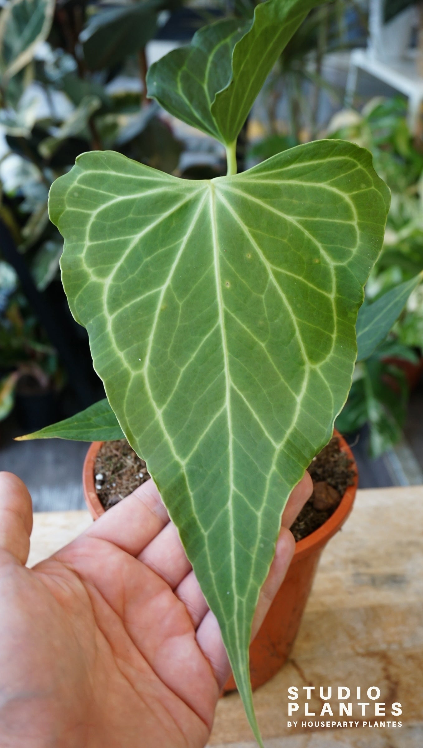 Anthurium Delta Force studio plantes rares jungle jardinerie strasbourg rare plant shop online pflanzen