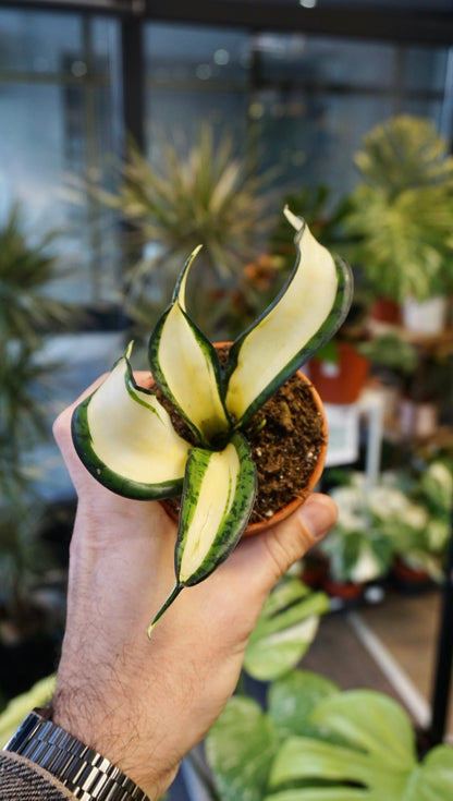 golden wendy snake plant Sansevieria Wendy Yellow - Studio Plantes