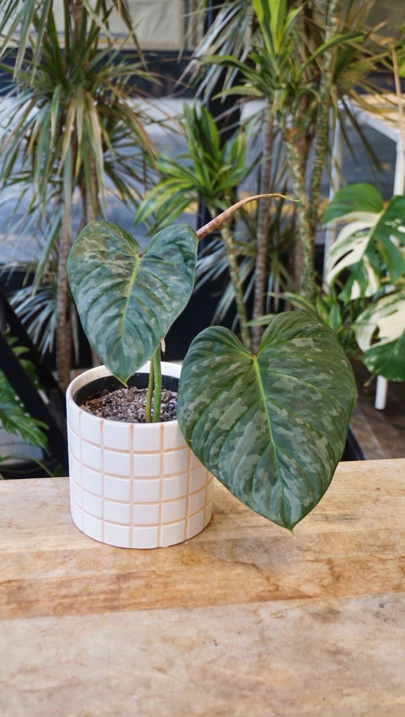 Philodendron Majestic studio plantes rares jungle jardinerie strasbourg rare plant shop online pflanzen