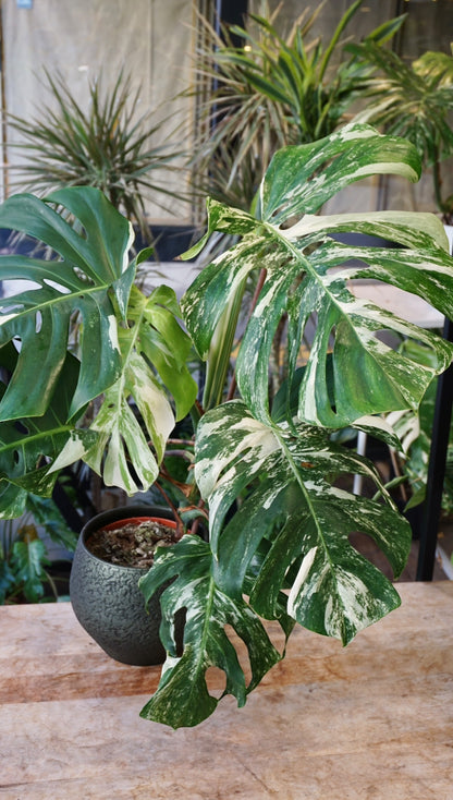 Monstera Variegata