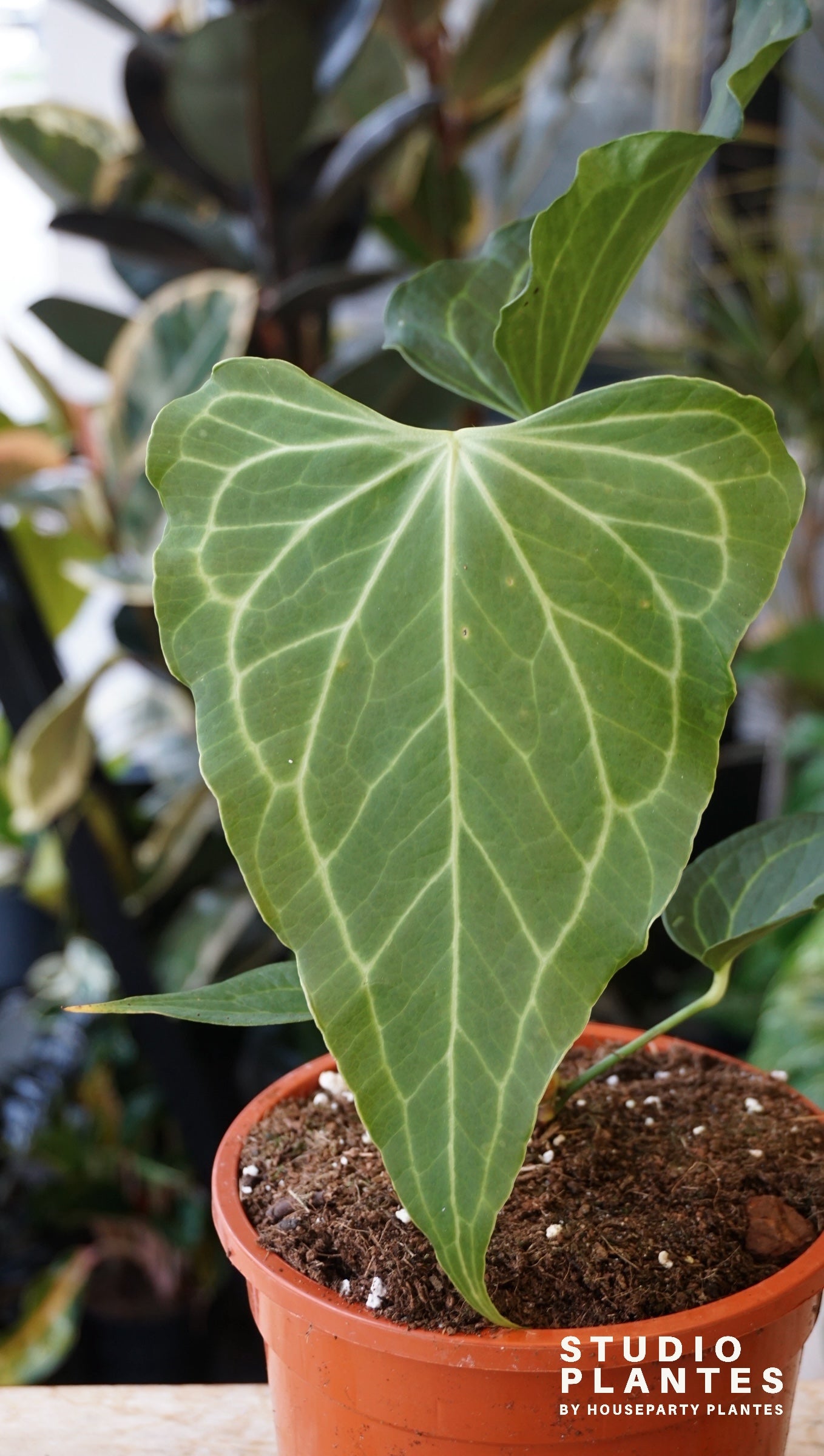 anthurium clarinervium x pedatoradiatum Anthurium Delta Force – Studio Plantes