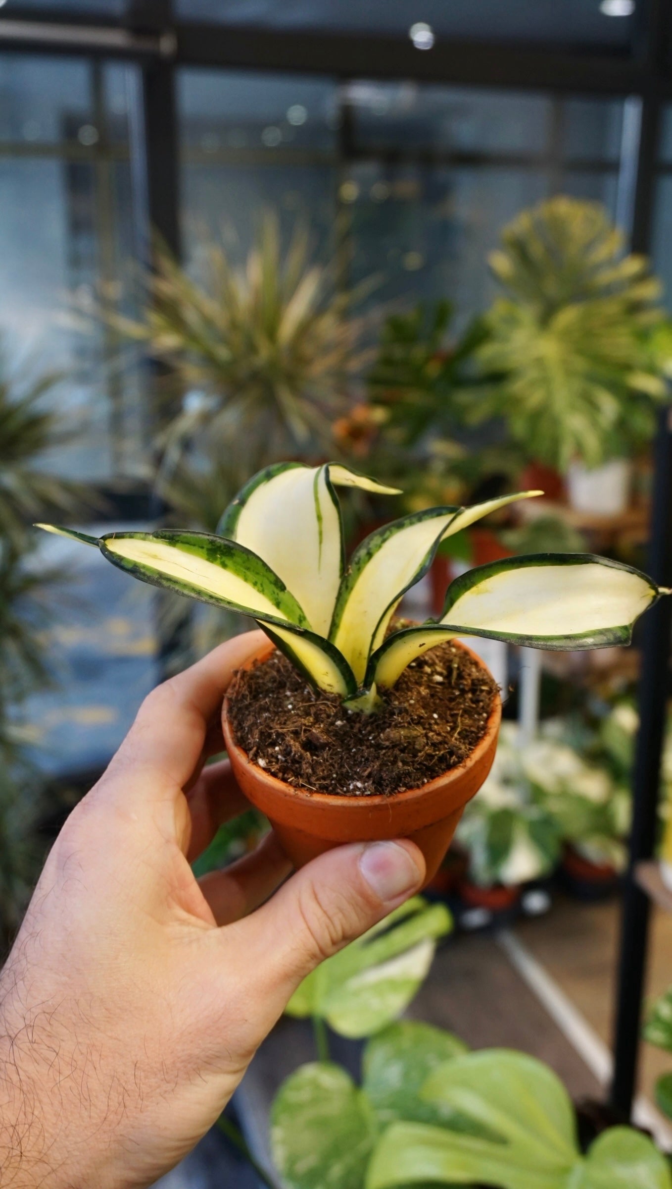 Sansevieria Wendy Yellow studio plantes rares jungle jardinerie strasbourg rare plant shop online pflanzen