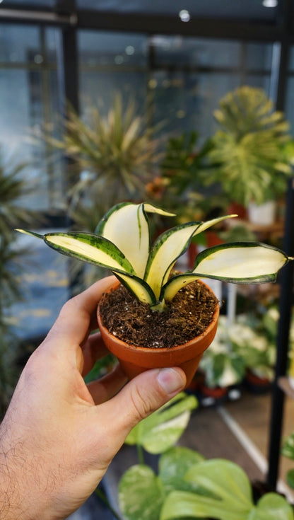 Sansevieria Wendy Yellow studio plantes rares jungle jardinerie strasbourg rare plant shop online pflanzen