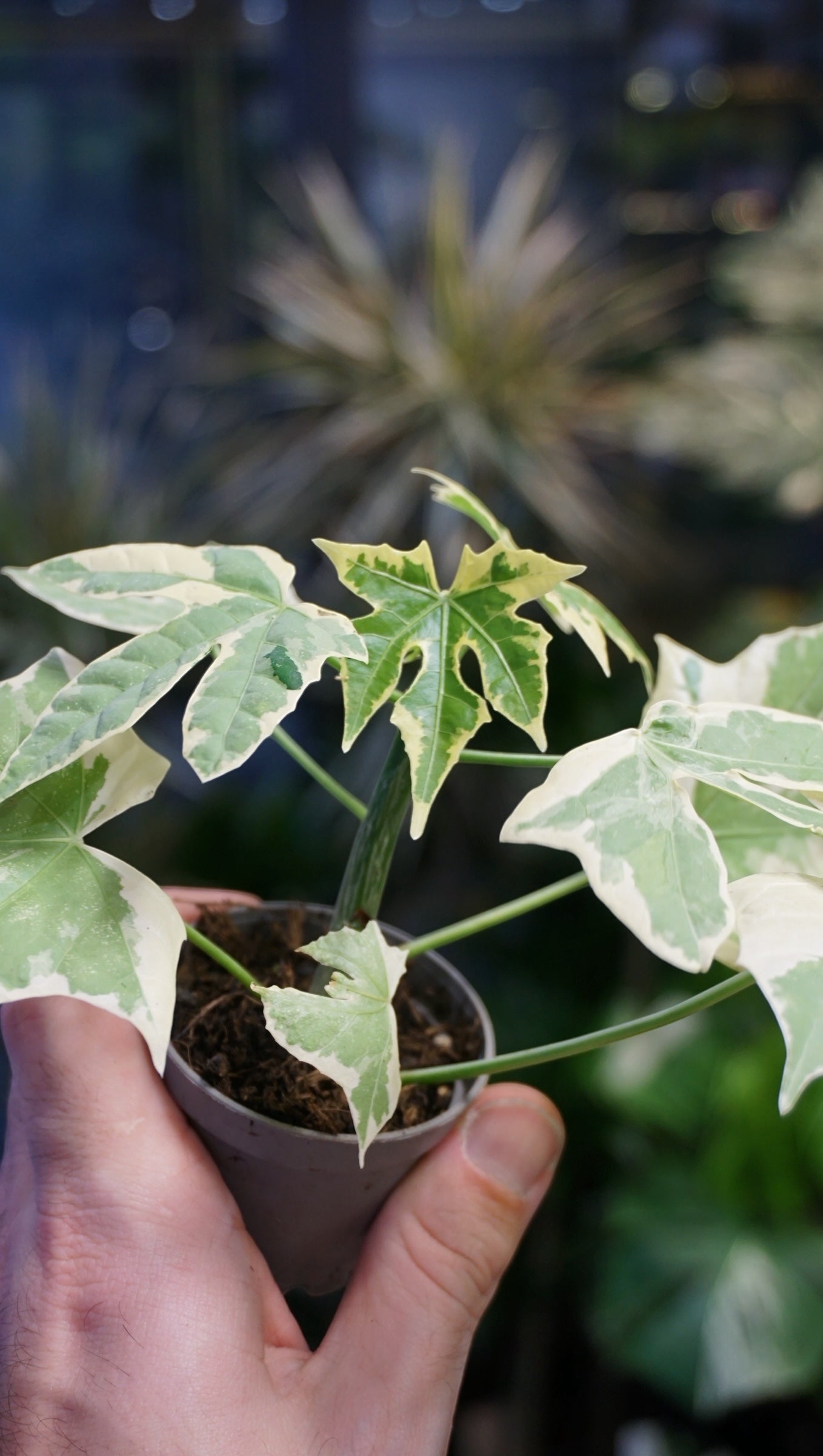 Chaya Cnidoscolus Aconitifolius Variegata type 1 | Rare plant