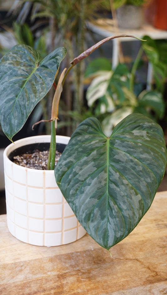 Philodendron Majestic studio plantes rares jungle jardinerie strasbourg rare plant shop online pflanzen