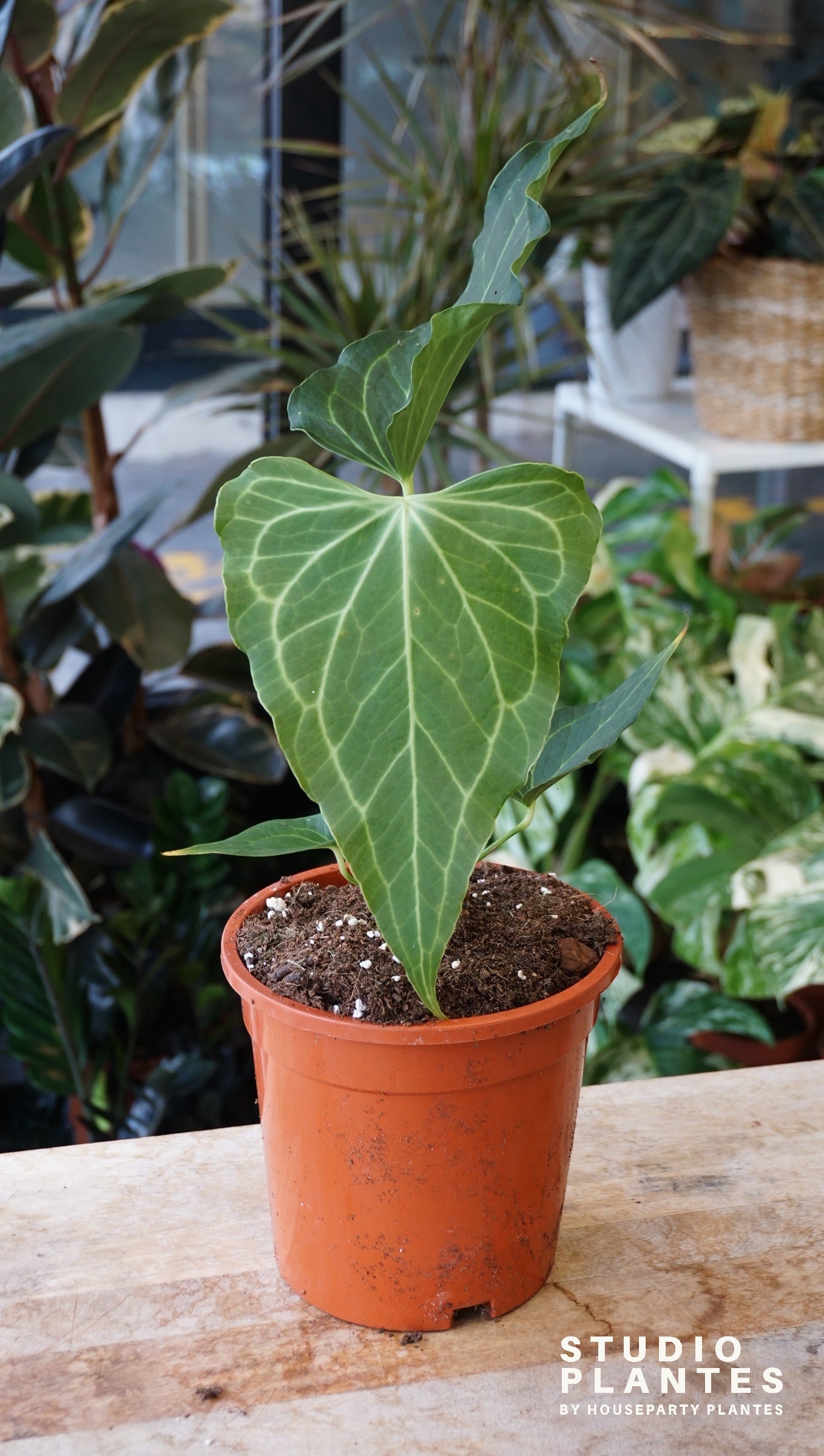 Anthurium Delta Force studio plantes rares jungle jardinerie strasbourg rare plant shop online pflanzen