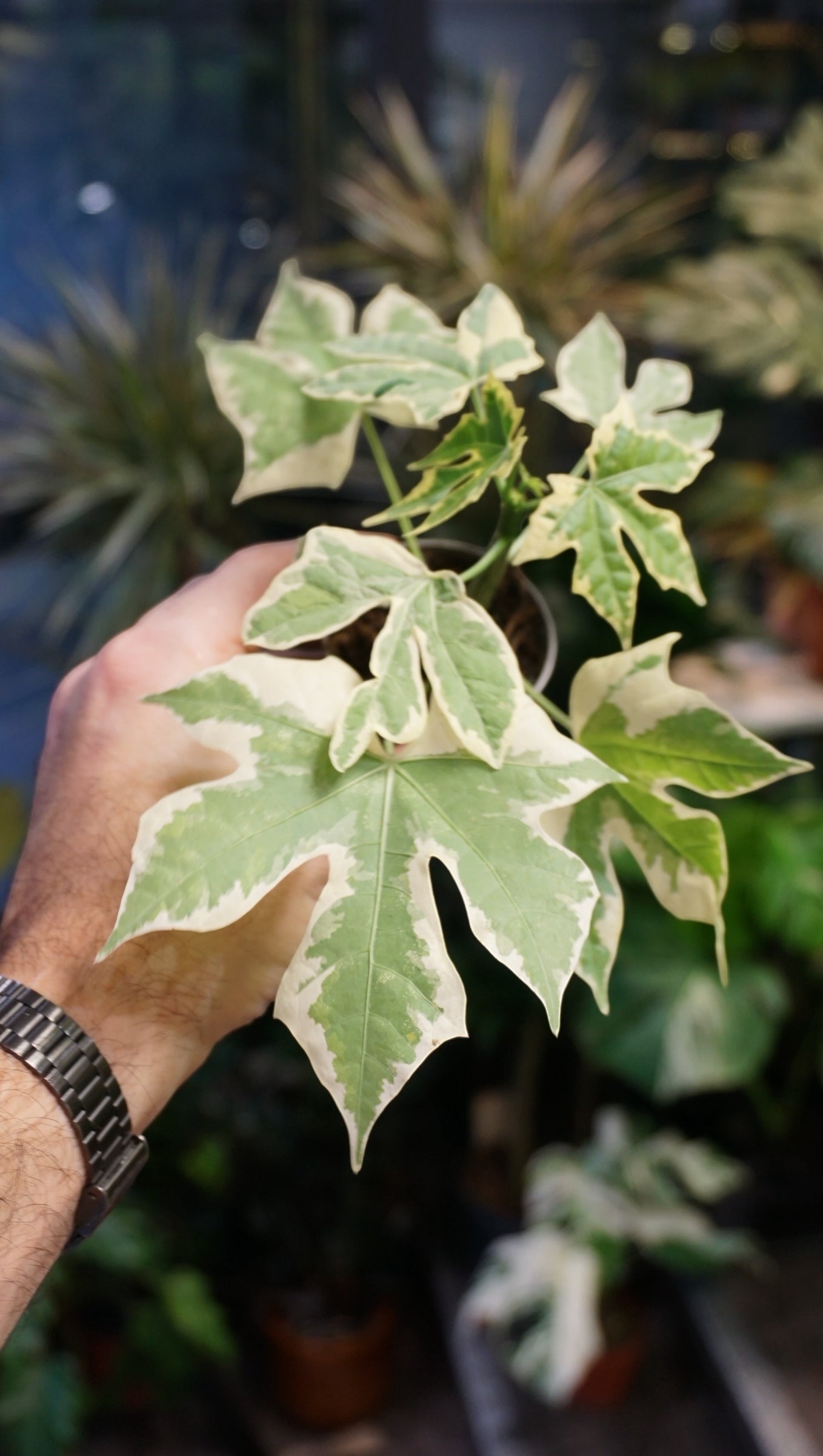 Chaya Cnidoscolus Aconitifolius Variegata studio plantes rares jungle jardinerie strasbourg rare plant shop online pflanzen