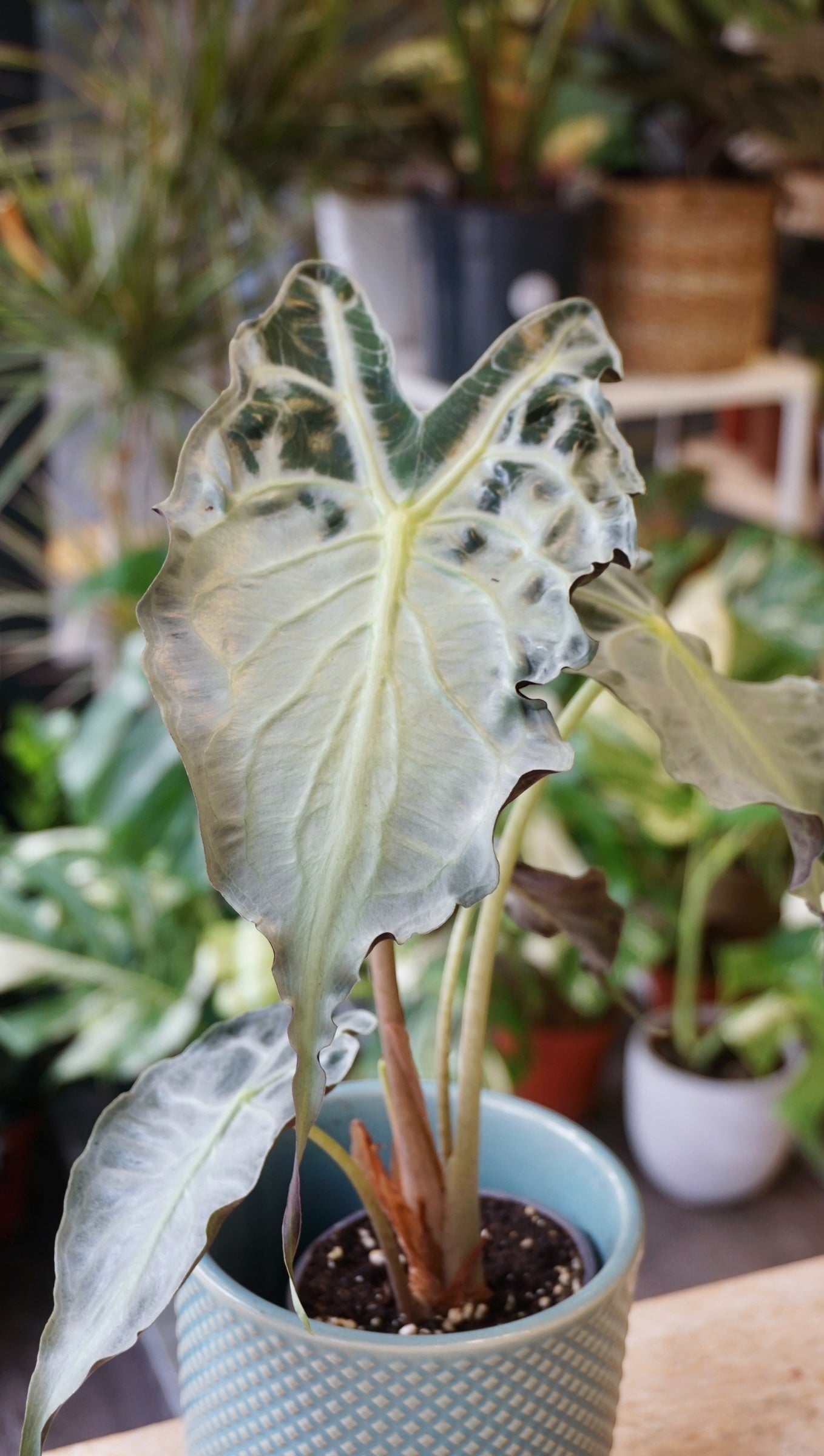 Alocasia Venom (baby) | Rare Indoor Plant | Studio Plantes