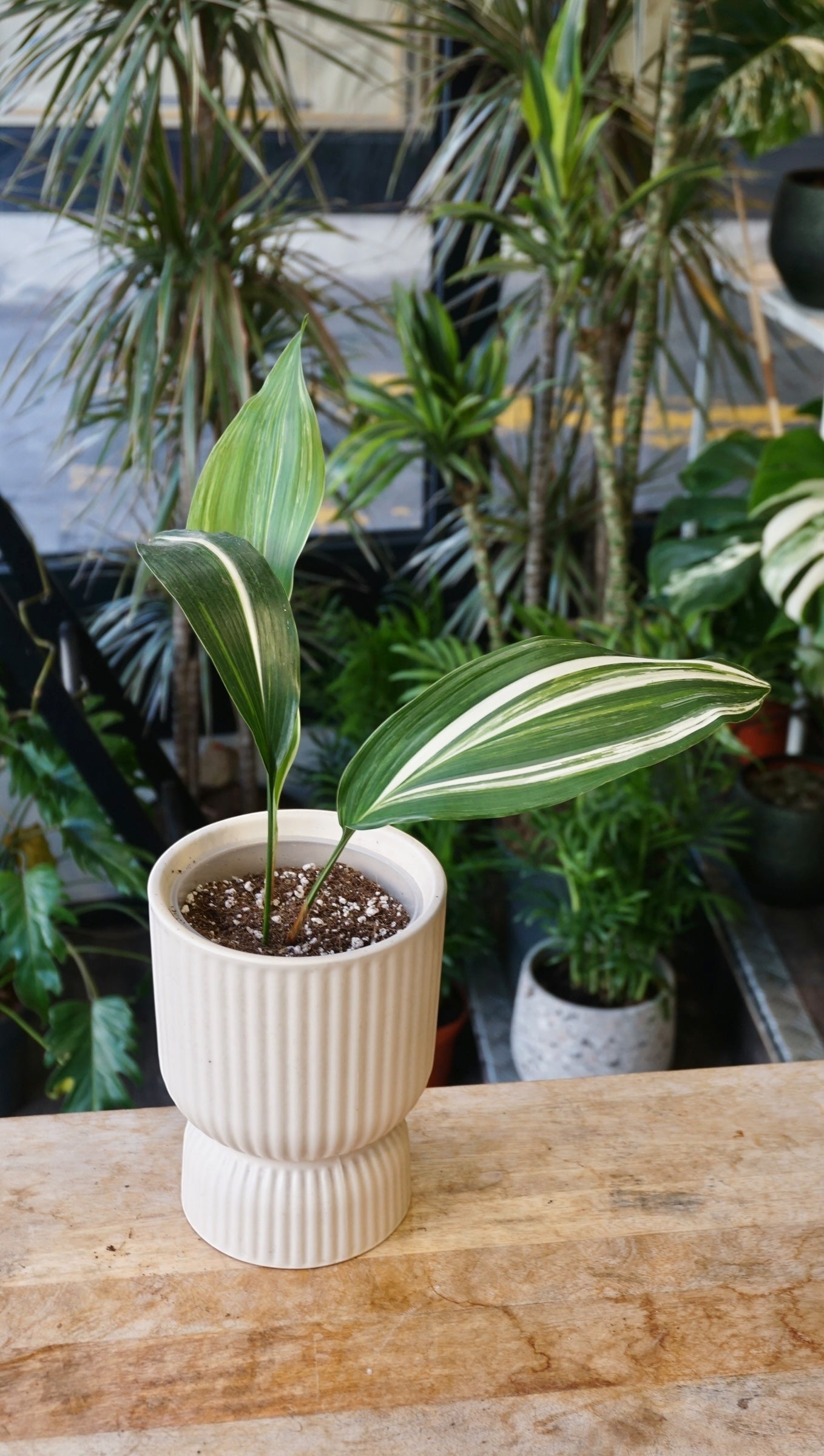 Aspidistra Elatior Variegata