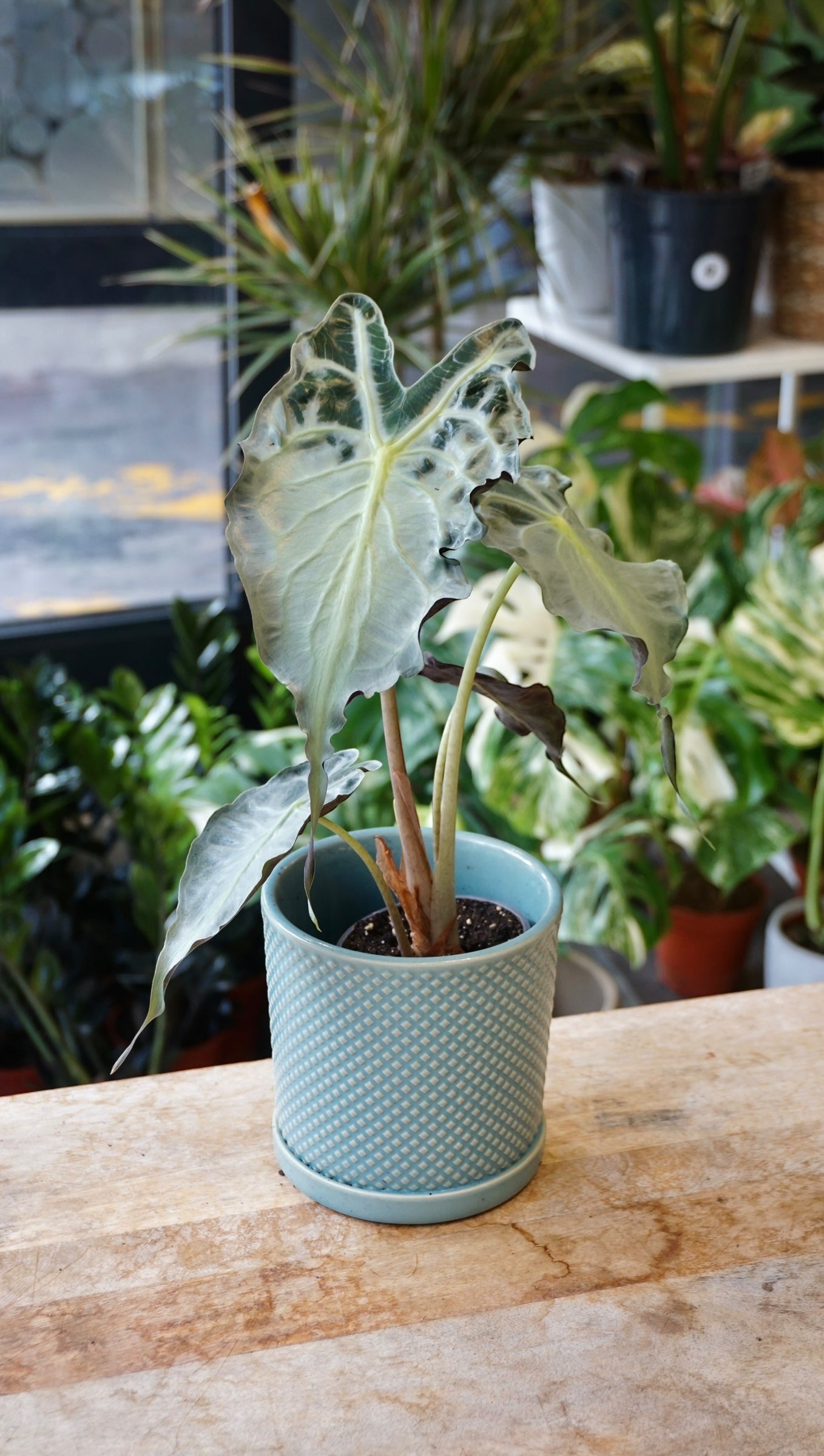 Alocasia Venom studio plantes rares jungle jardinerie strasbourg rare plant shop online pflanzen