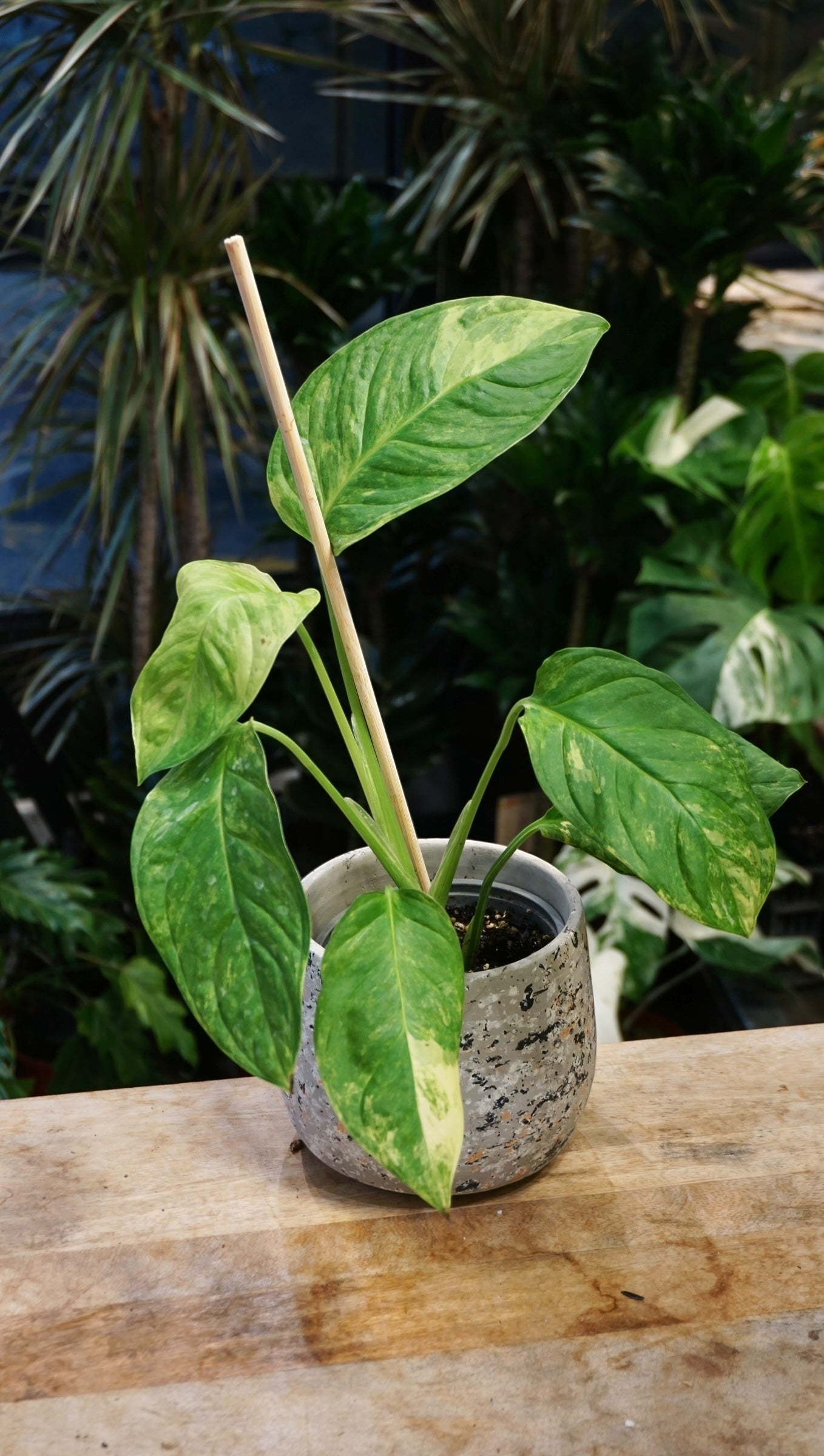 Monstera Mayuna Aurea Variegata studio plantes rares jungle jardinerie strasbourg rare plant shop online pflanzen
