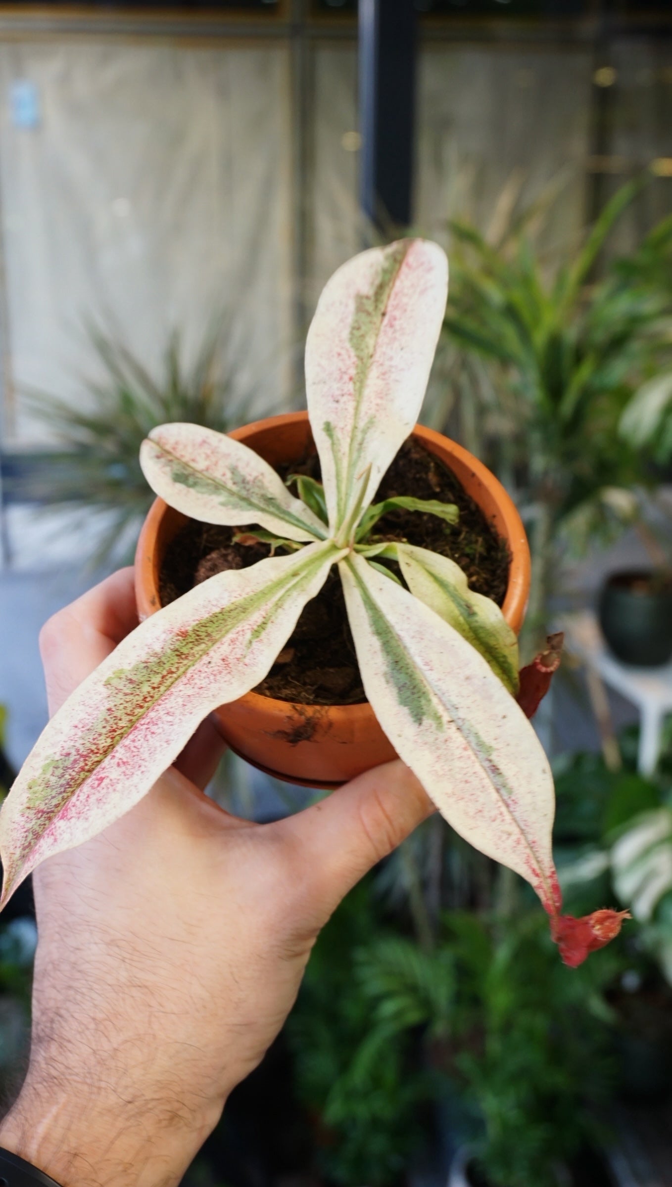 Nepenthes Viking x Ampullaria Variegata - Studio Plantes